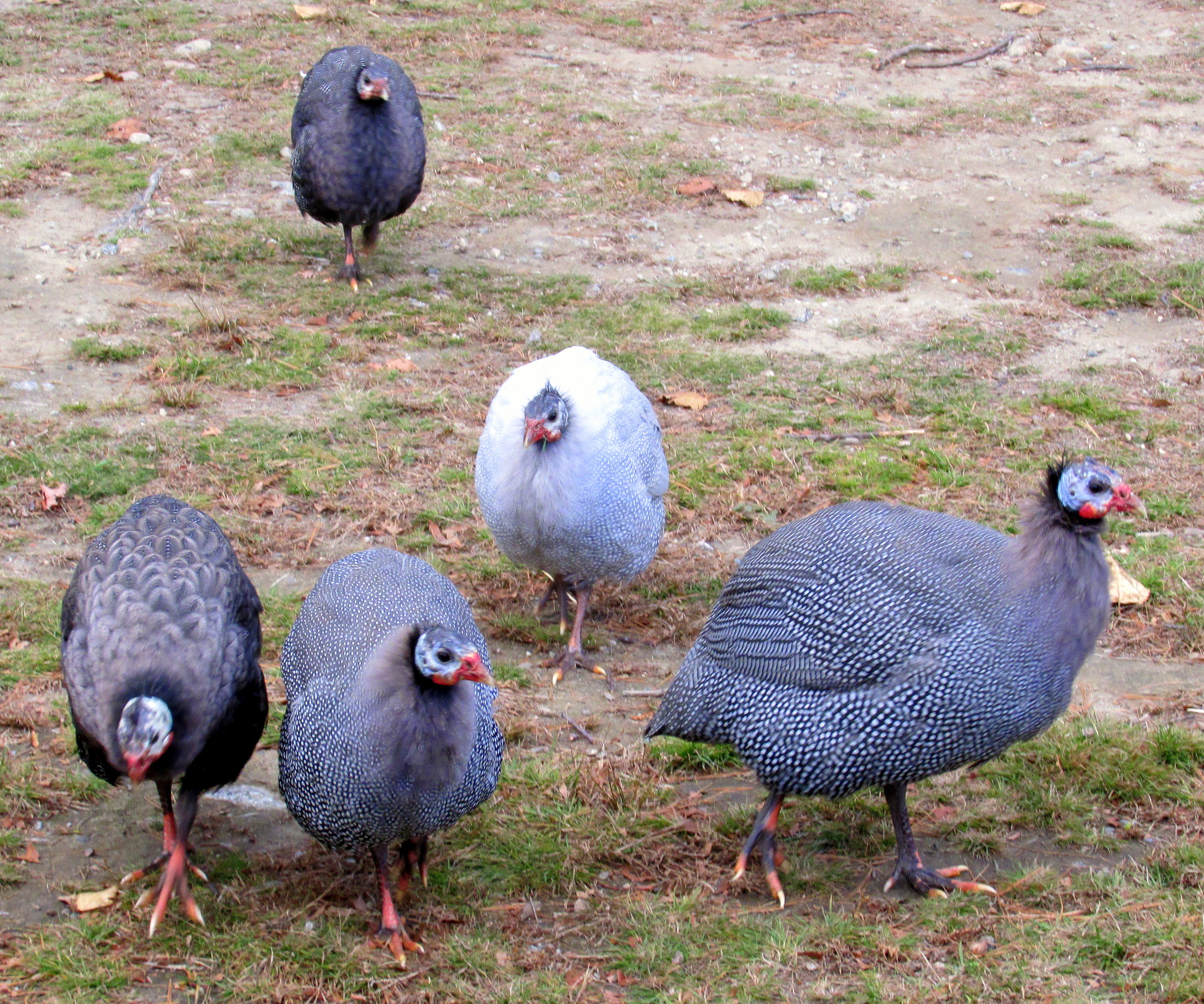 Book Notes: The Permaculture Handbook :: Chapter Fourteen