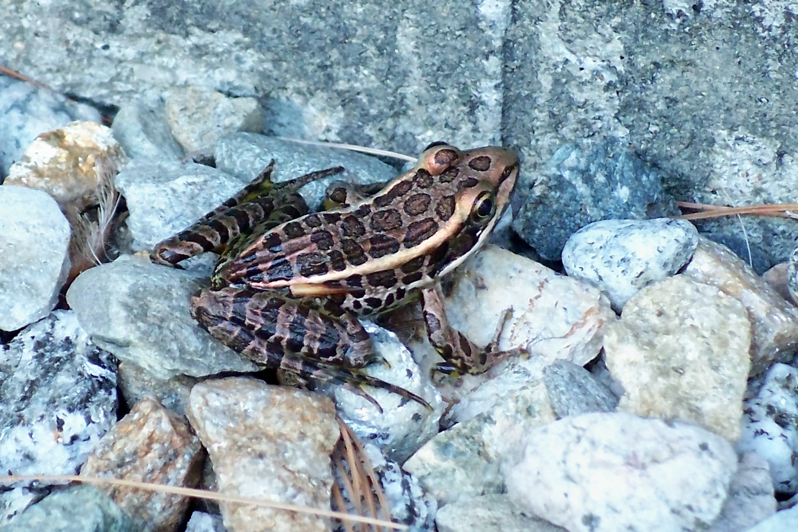 Book Notes: The Permaculture Handbook :: Chapter Fifteen