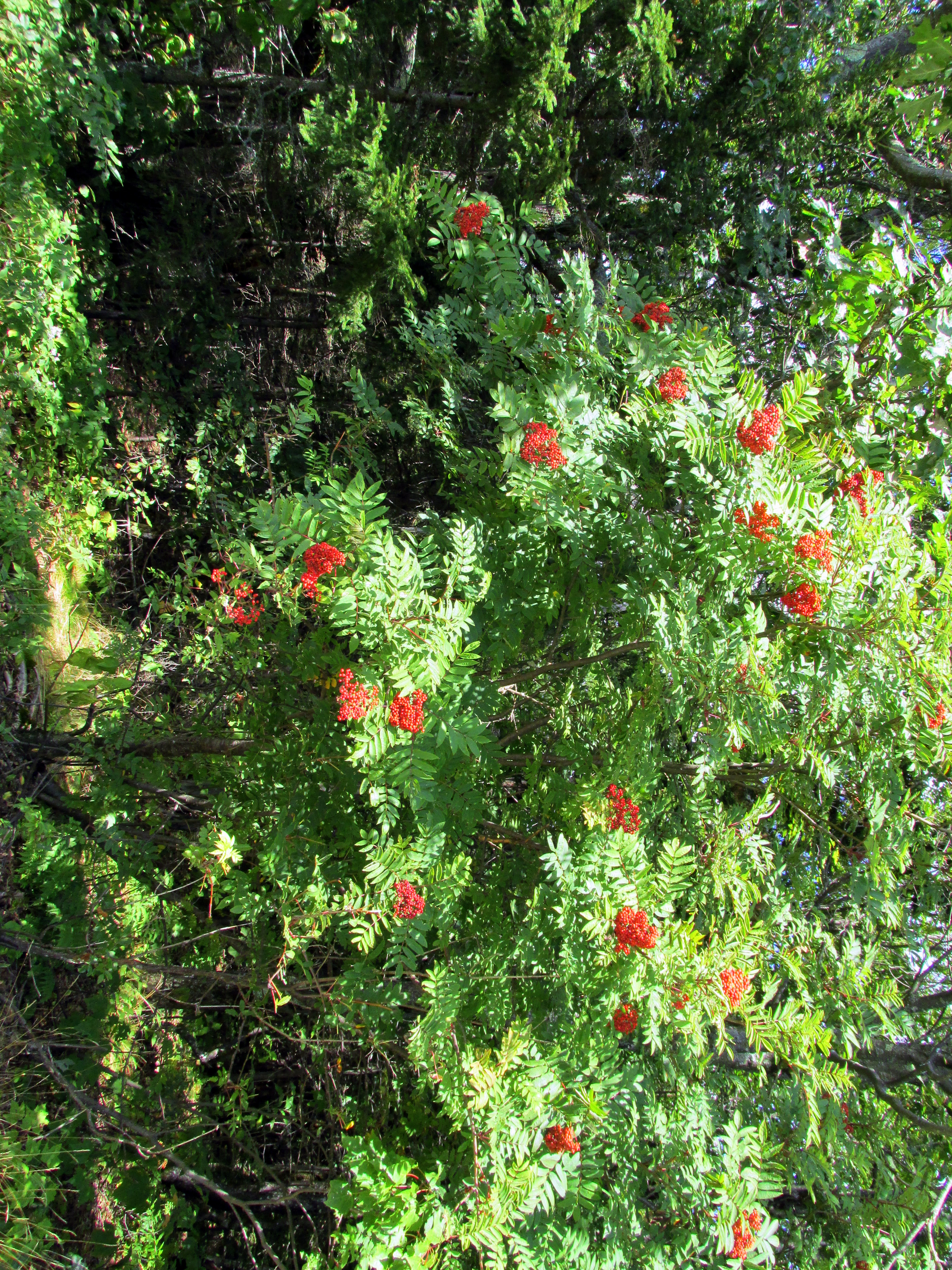 Book Notes: The Permaculture Handbook :: Chapter Sixteen