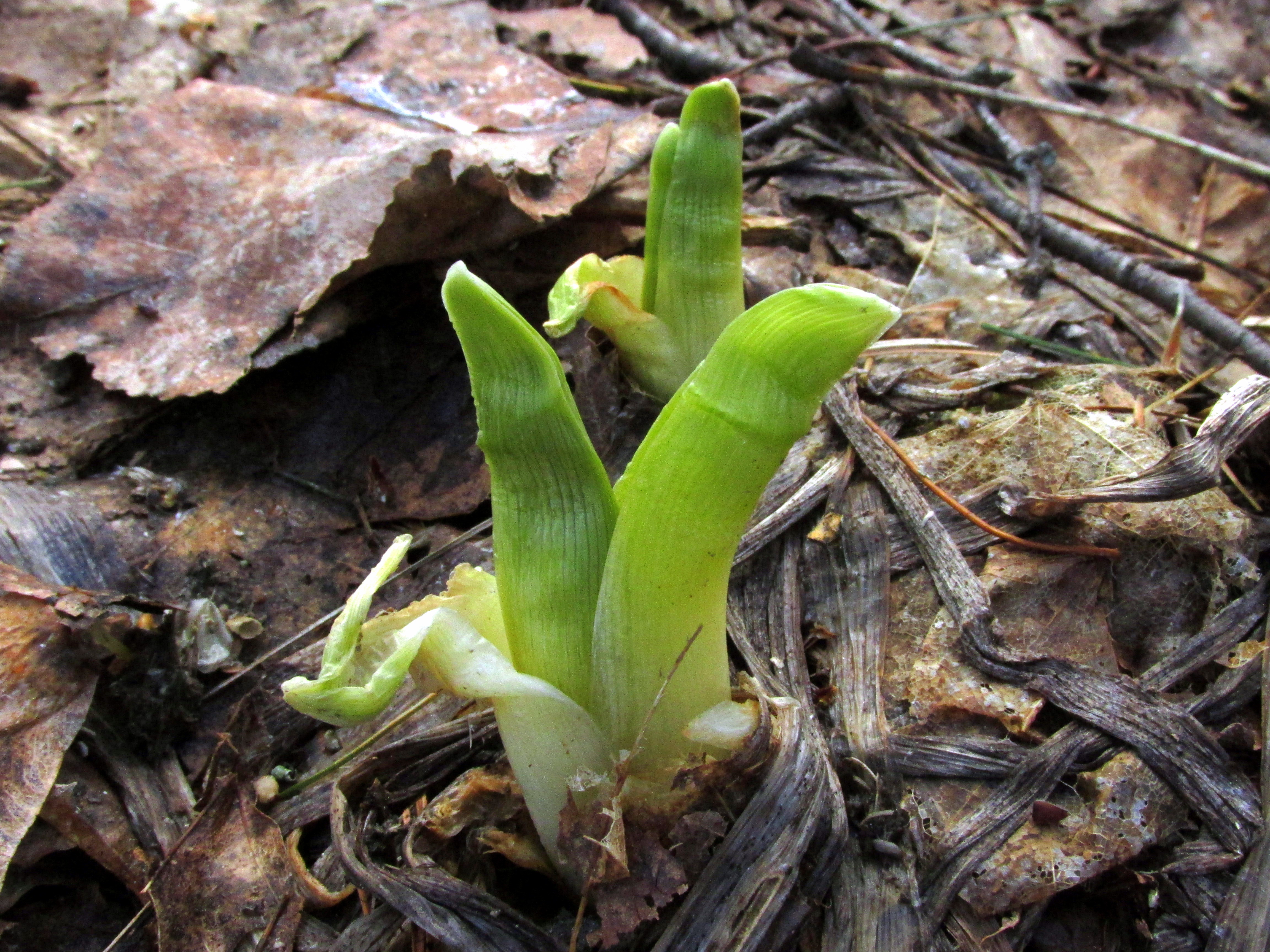 April Garden Bloggers’ Bloom Day
