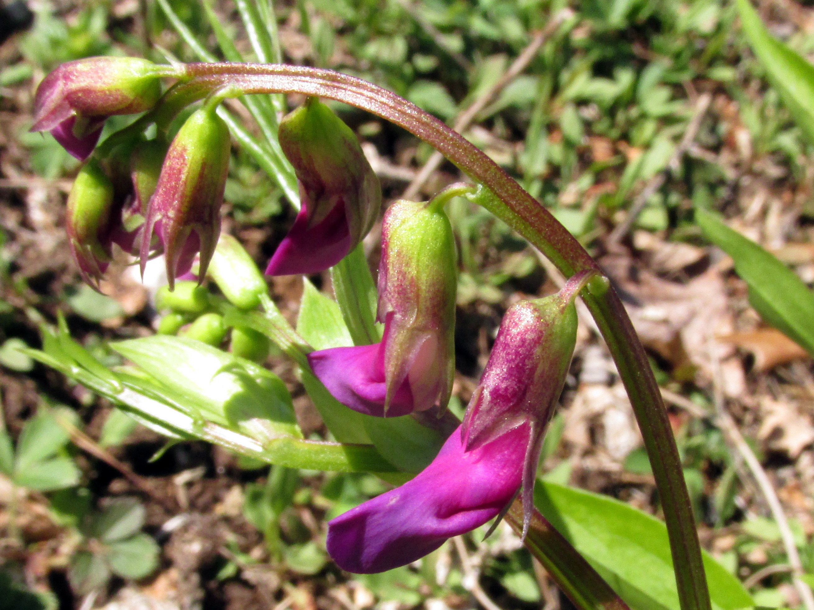 May Garden Bloggers’ Bloom Day