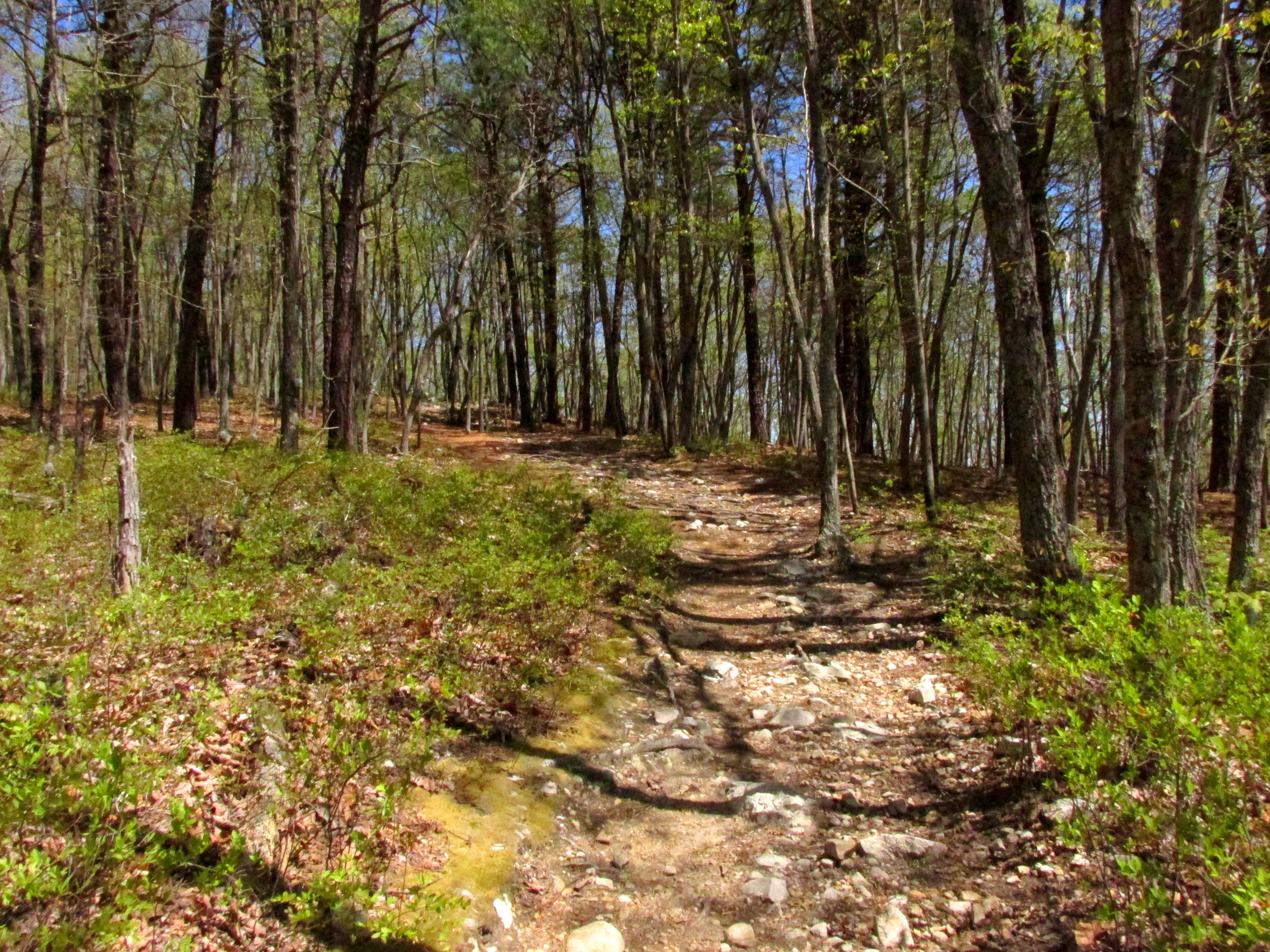 Field Trip: Mill Mountain, Roanoke, VA