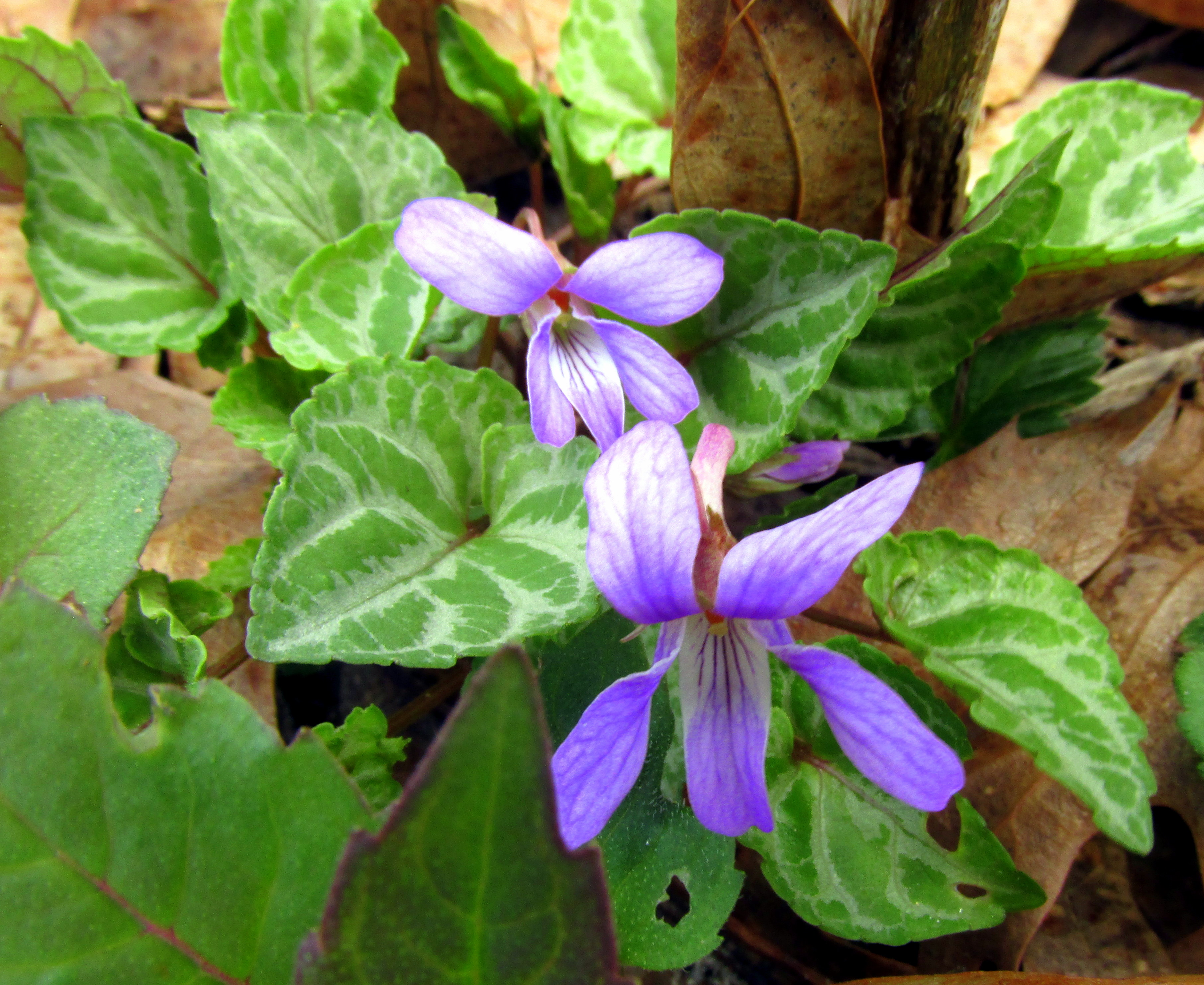 Early Spring Bloomers for Pollination