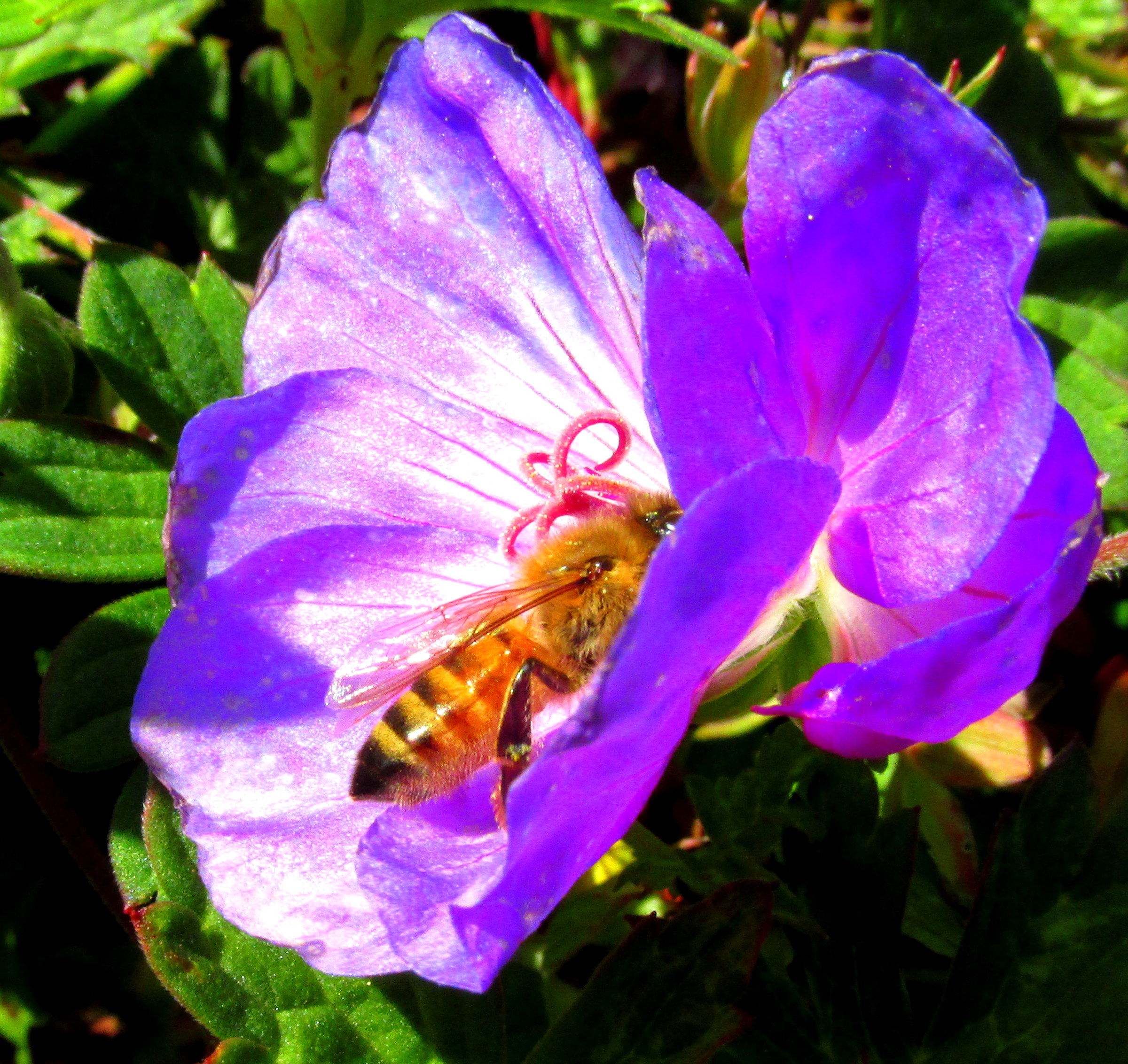 Garden Insects: Wasps & Bees of Late and Previously