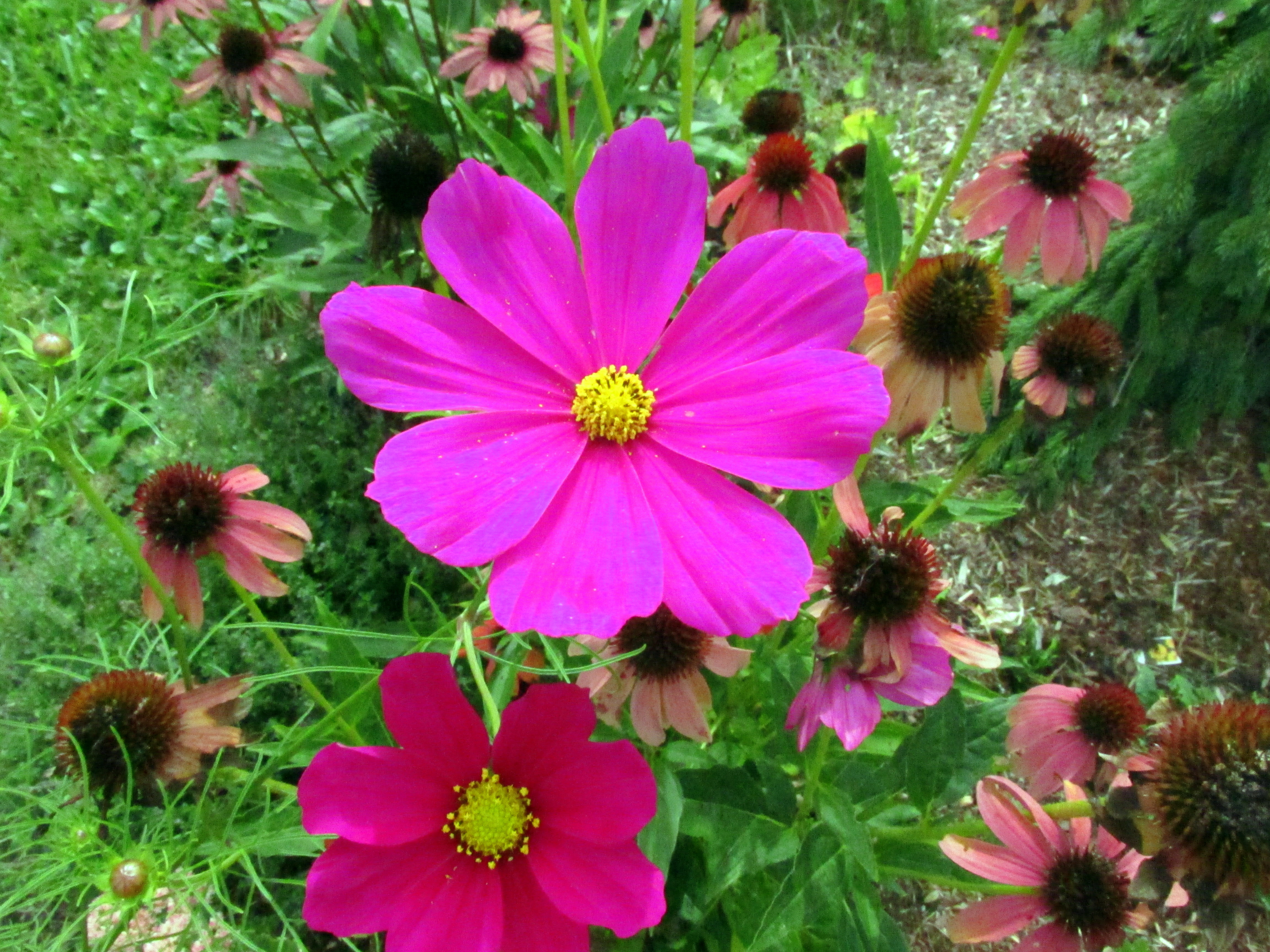 September Bloom (and Animal) Day