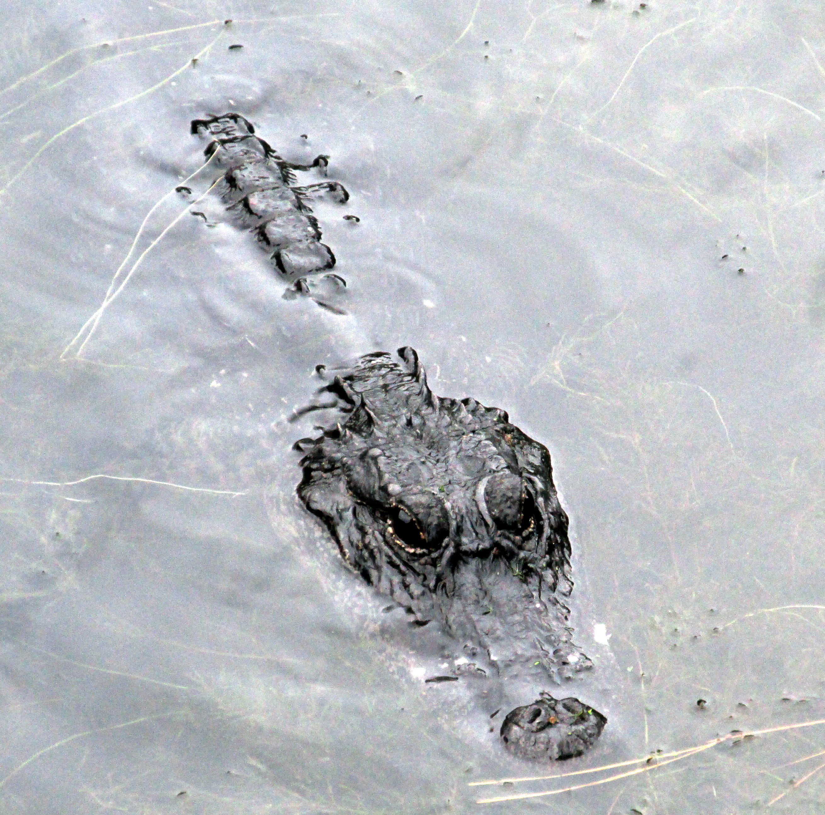 31 Days: Apocalypse, Now ~ Day 9 :: Grand Delusion