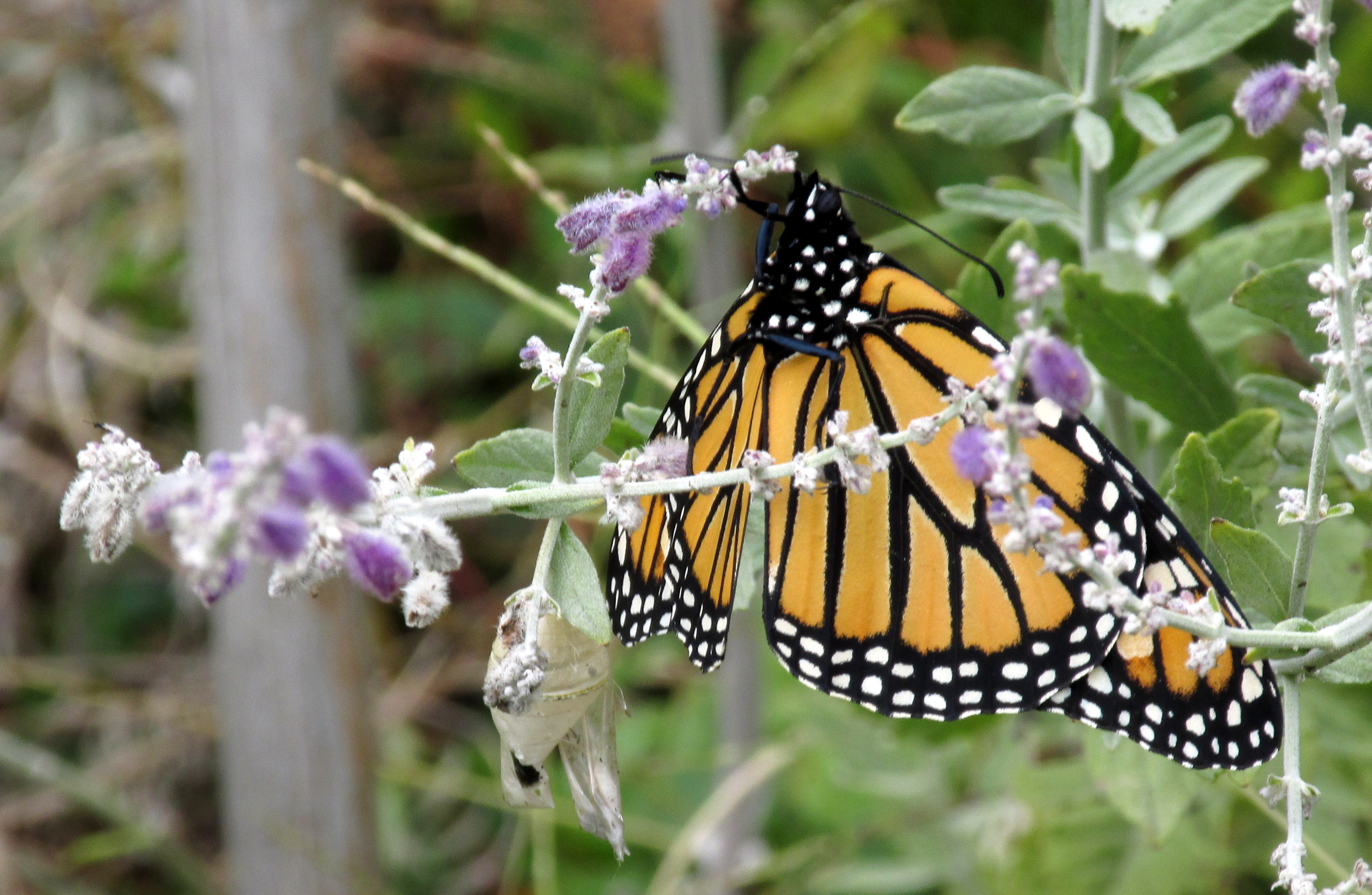 31 Days: Apocalypse, Now ~ Day 4 :: The Reveal