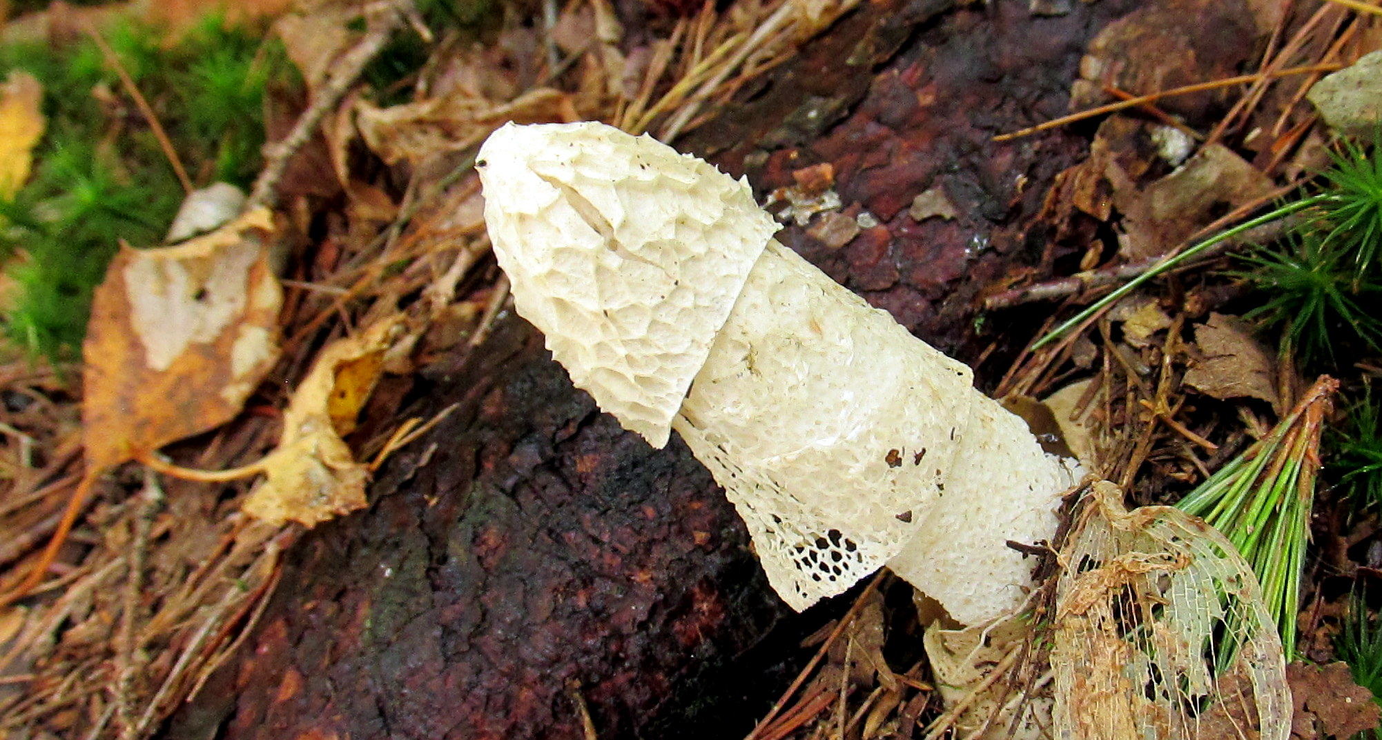 31 Days: Apocalypse, Now ~ Day 10 :: Those With Eyes To See