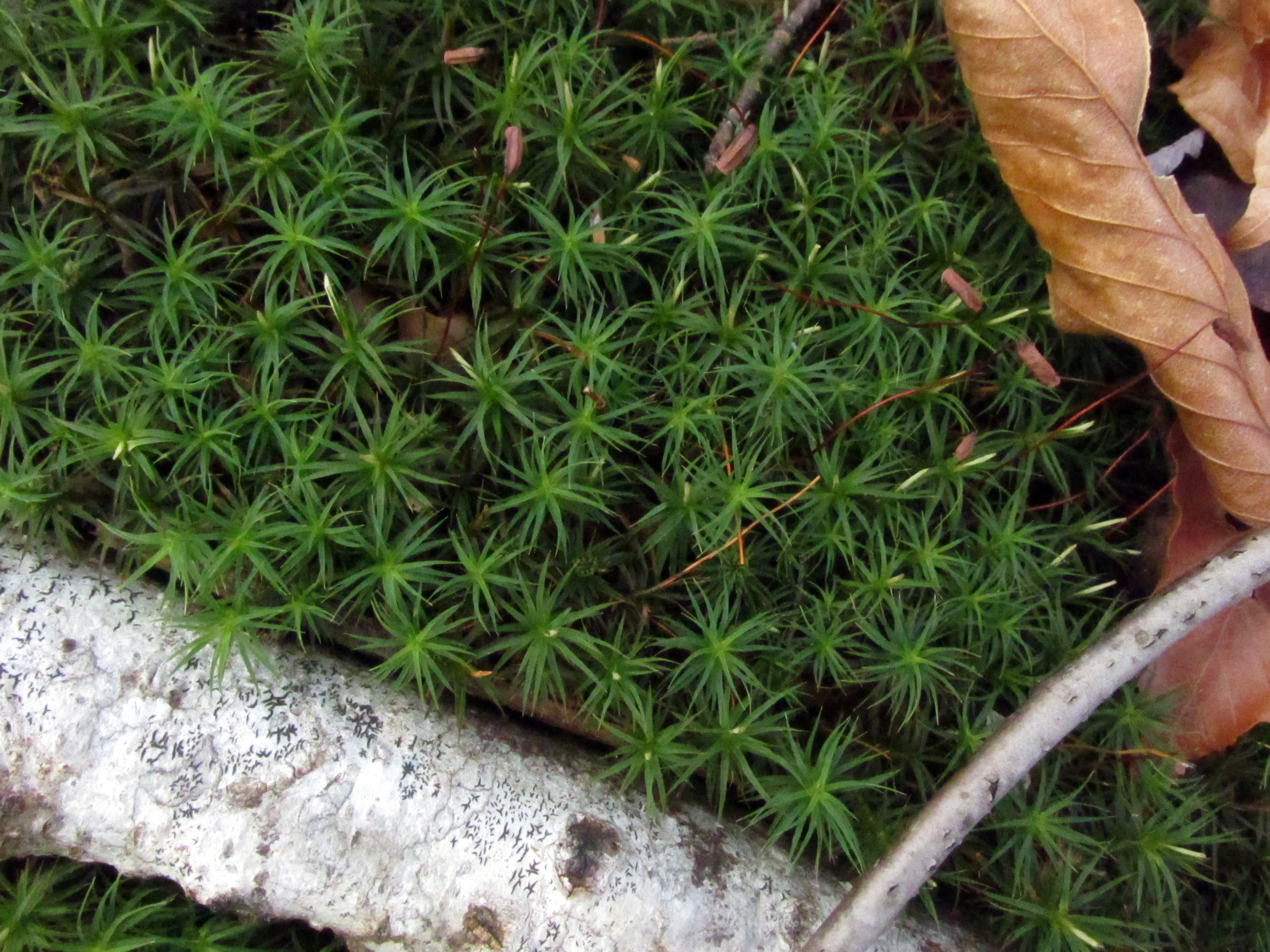 Thursday 13: Mosses