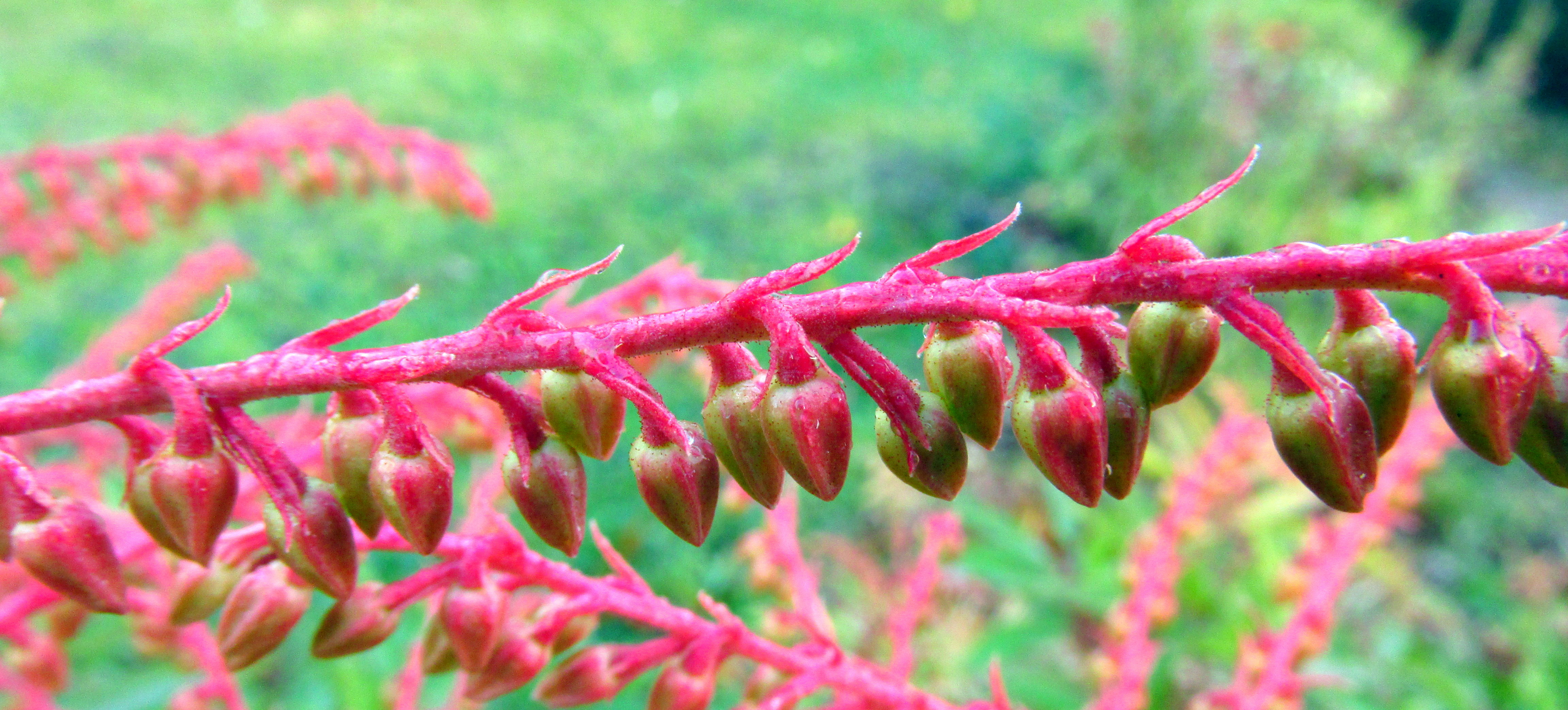 October Garden in Pictures