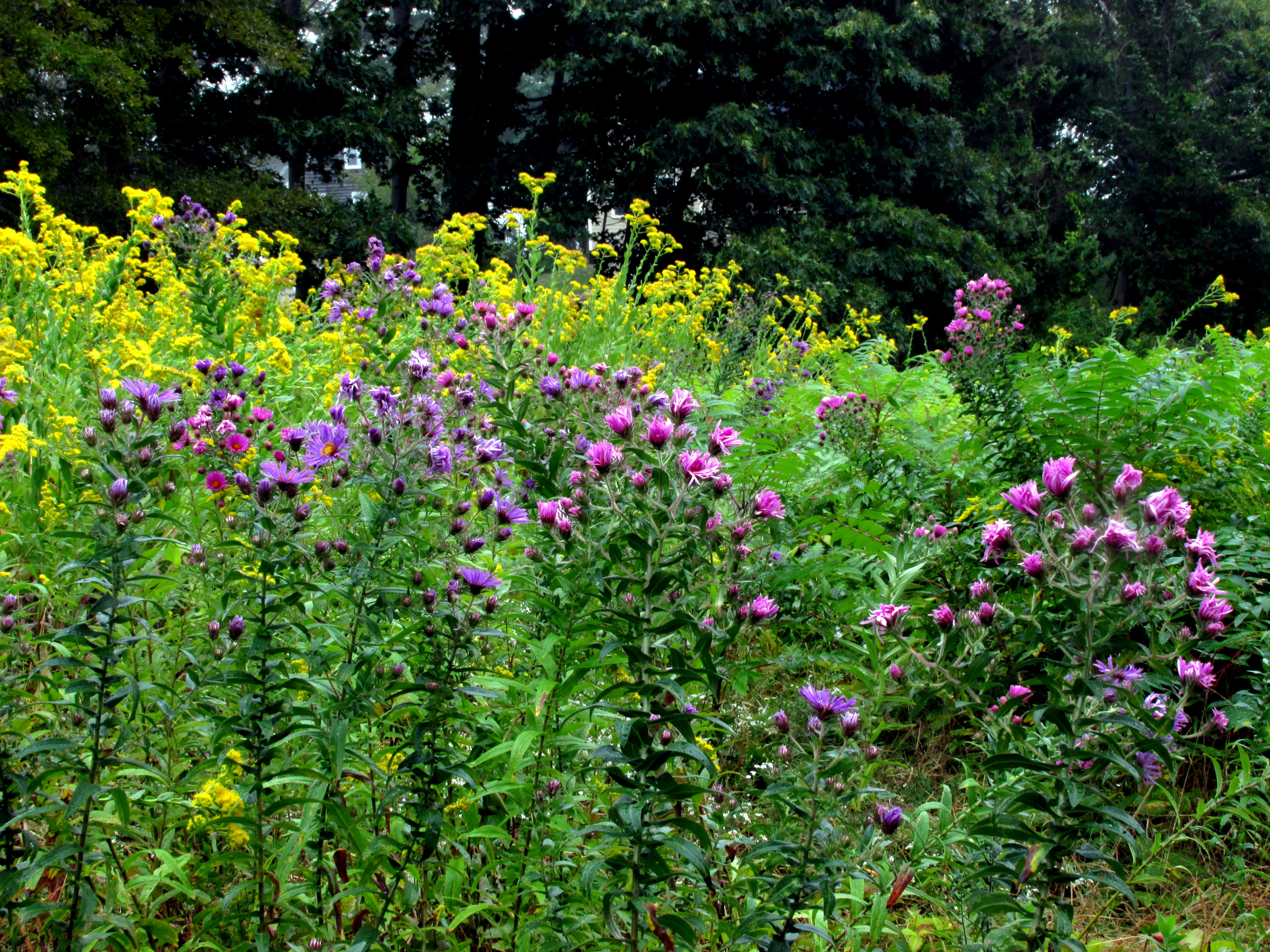 Write 28 Days: Have Heaven ~ Day 28 :: May Be Paradise To Me