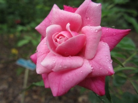 Write 28 Days: Have Heaven ~ Day 4 :: China Roses