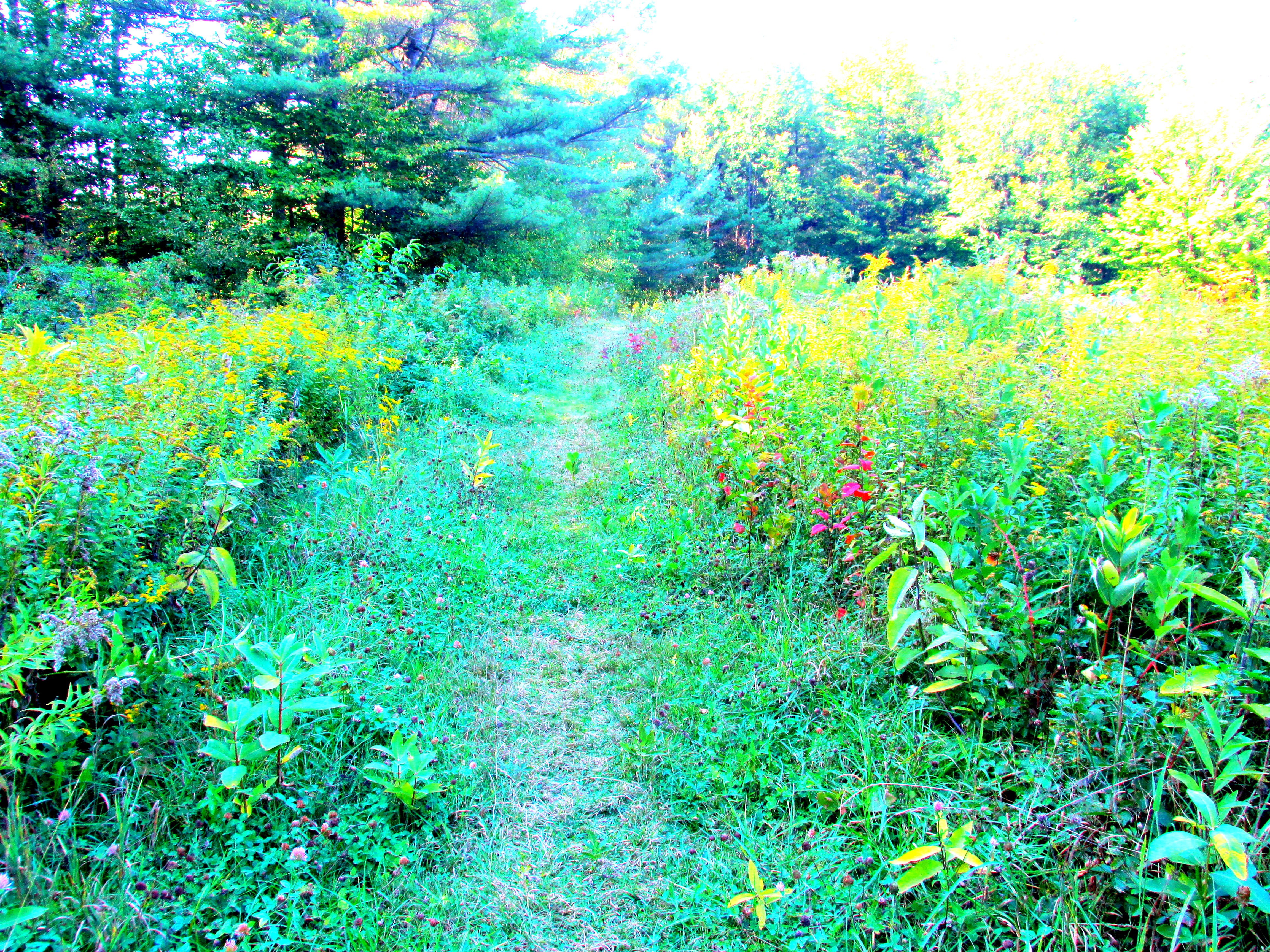 Write 28 Days: Have Heaven ~ Day 15 :: Love Greets You