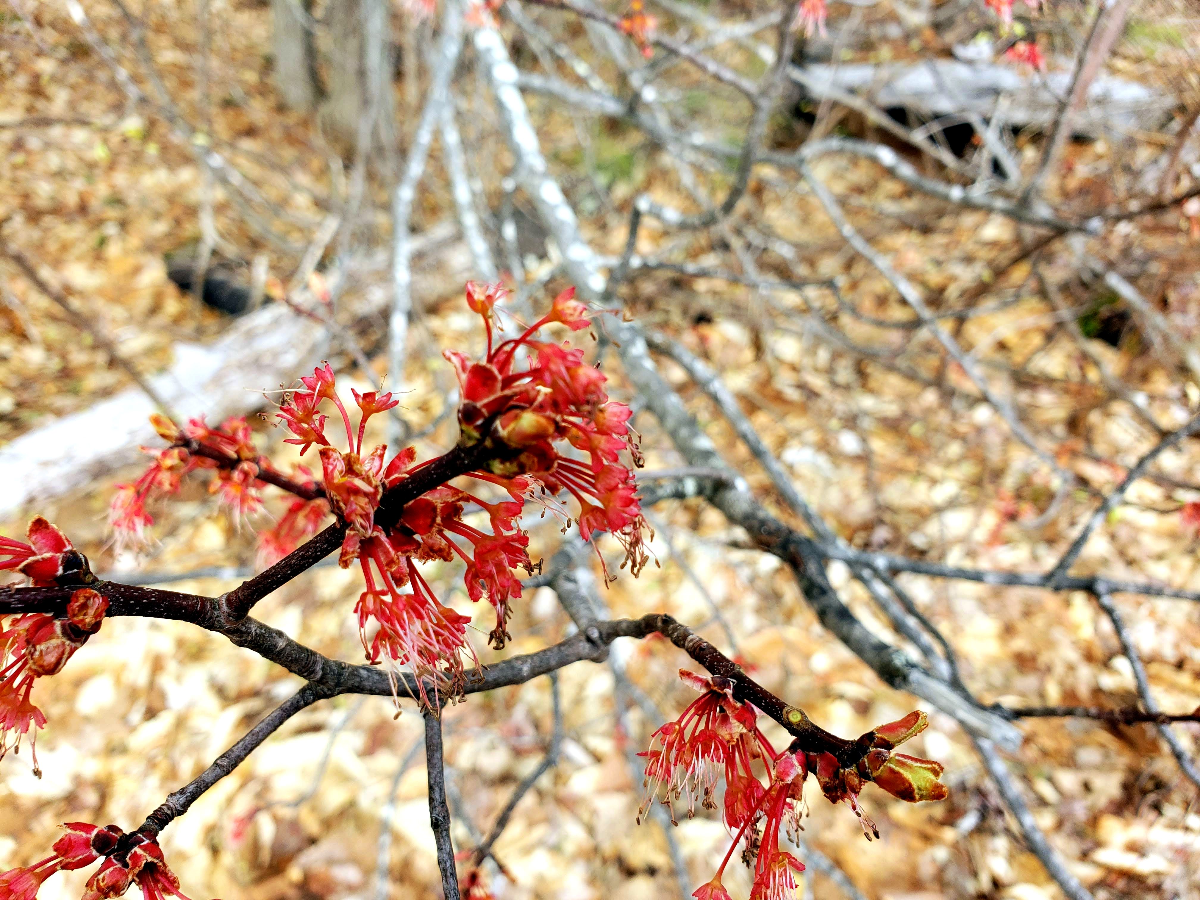 April 2019 in Pictures