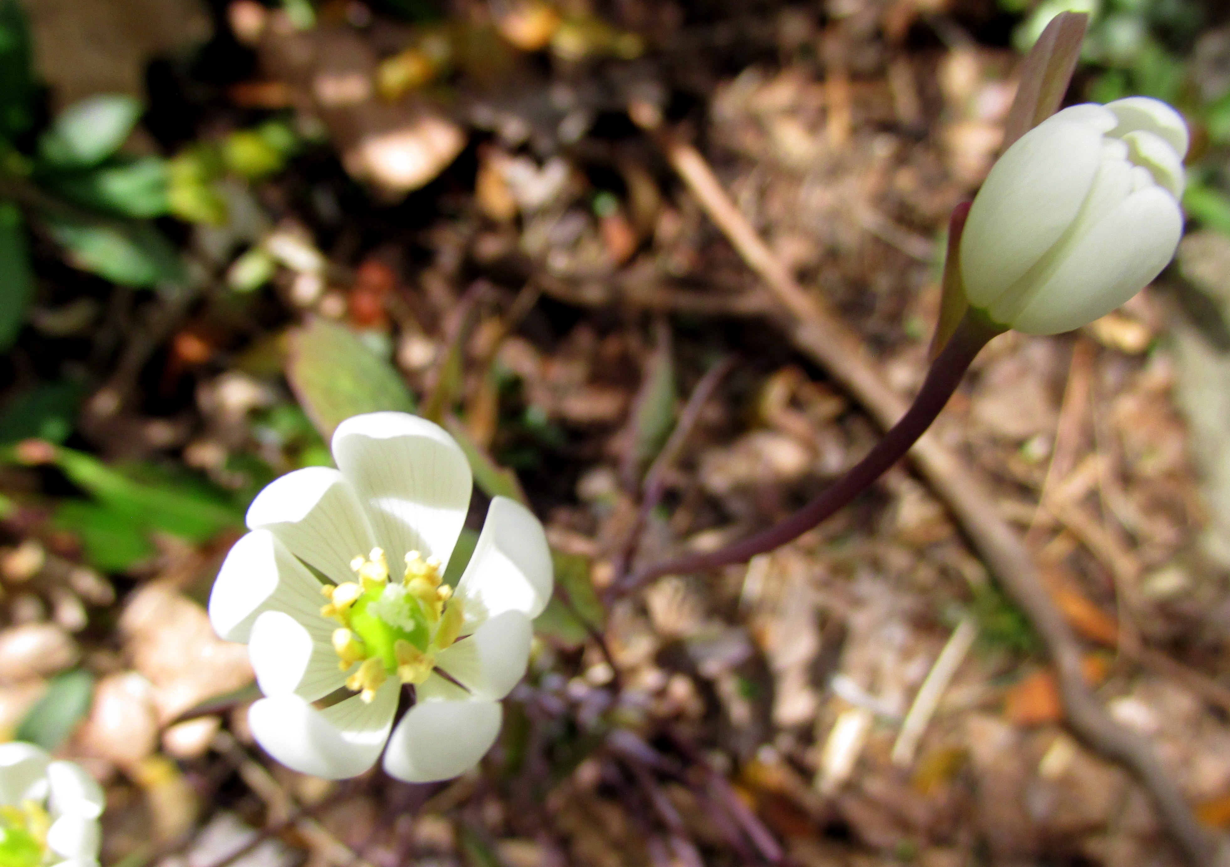 Study in Jeffersonia Diphylla (Twinleaf)