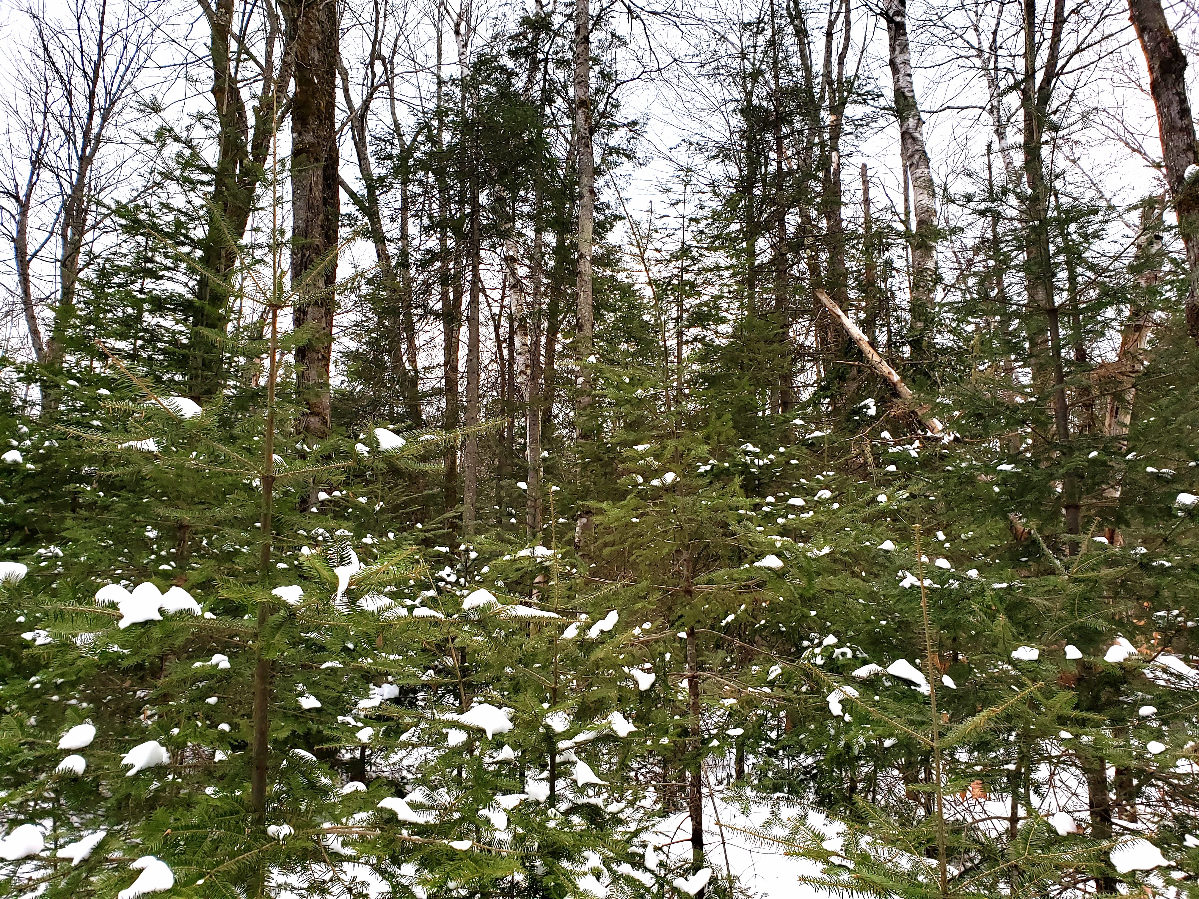 A Tangle of Bright Moments: Not Ready To Lie Down