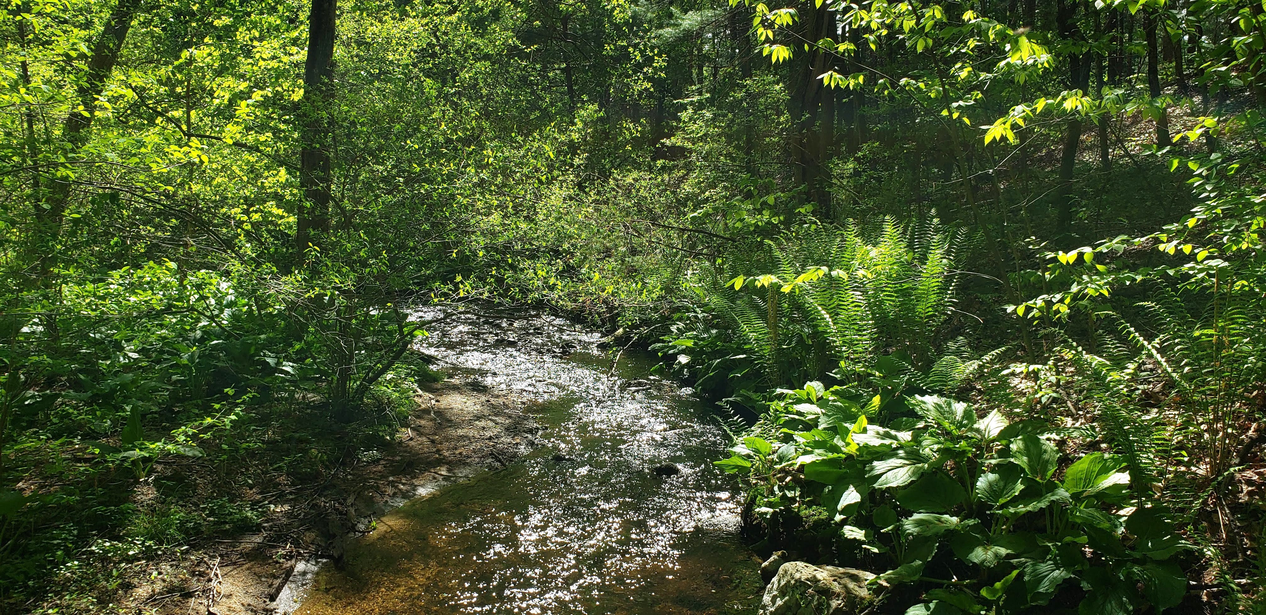 A Tangle of Bright Moments: All the Firstlings of the May