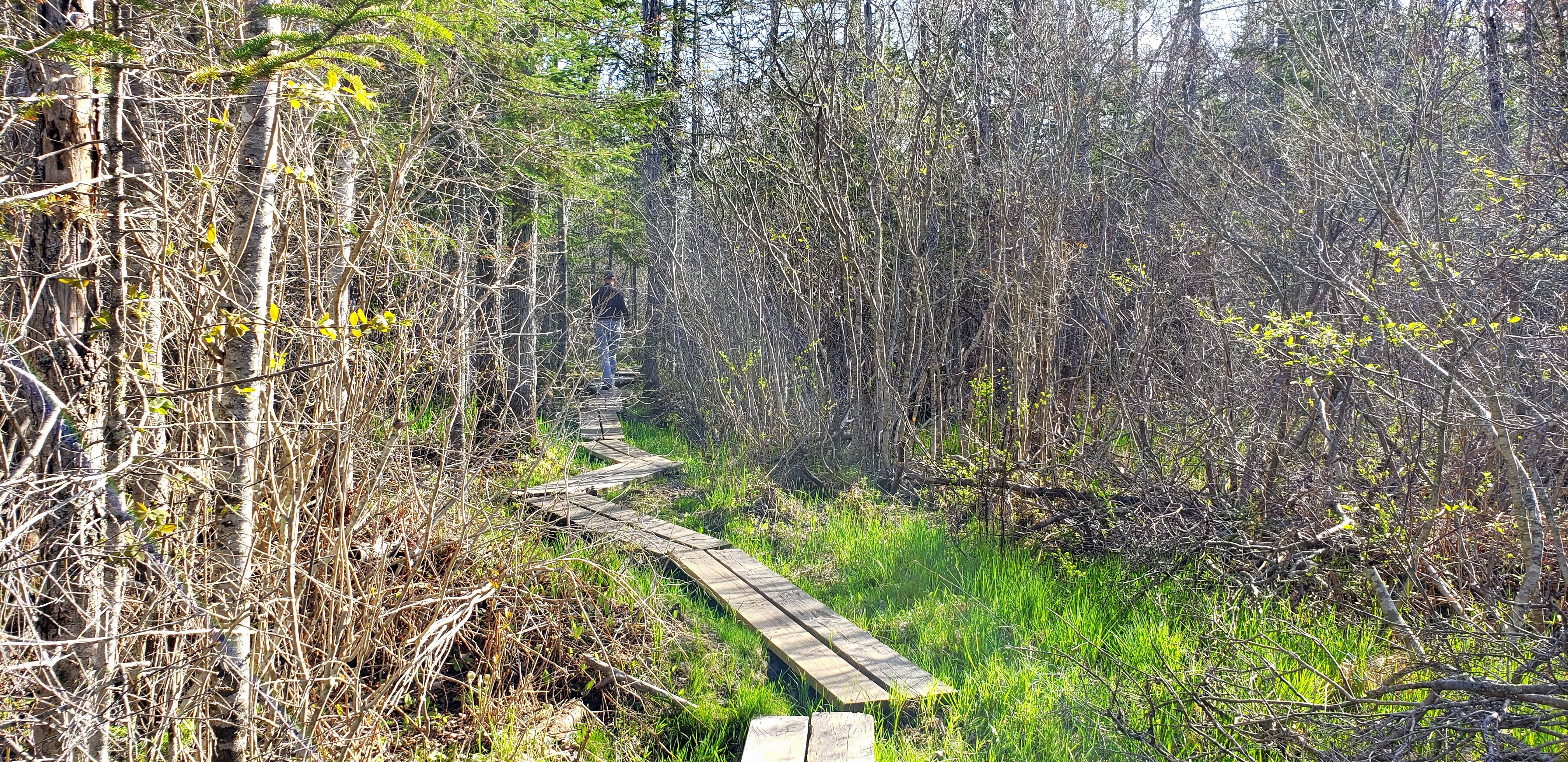 A Tangle of Bright Moments: So Many Glades