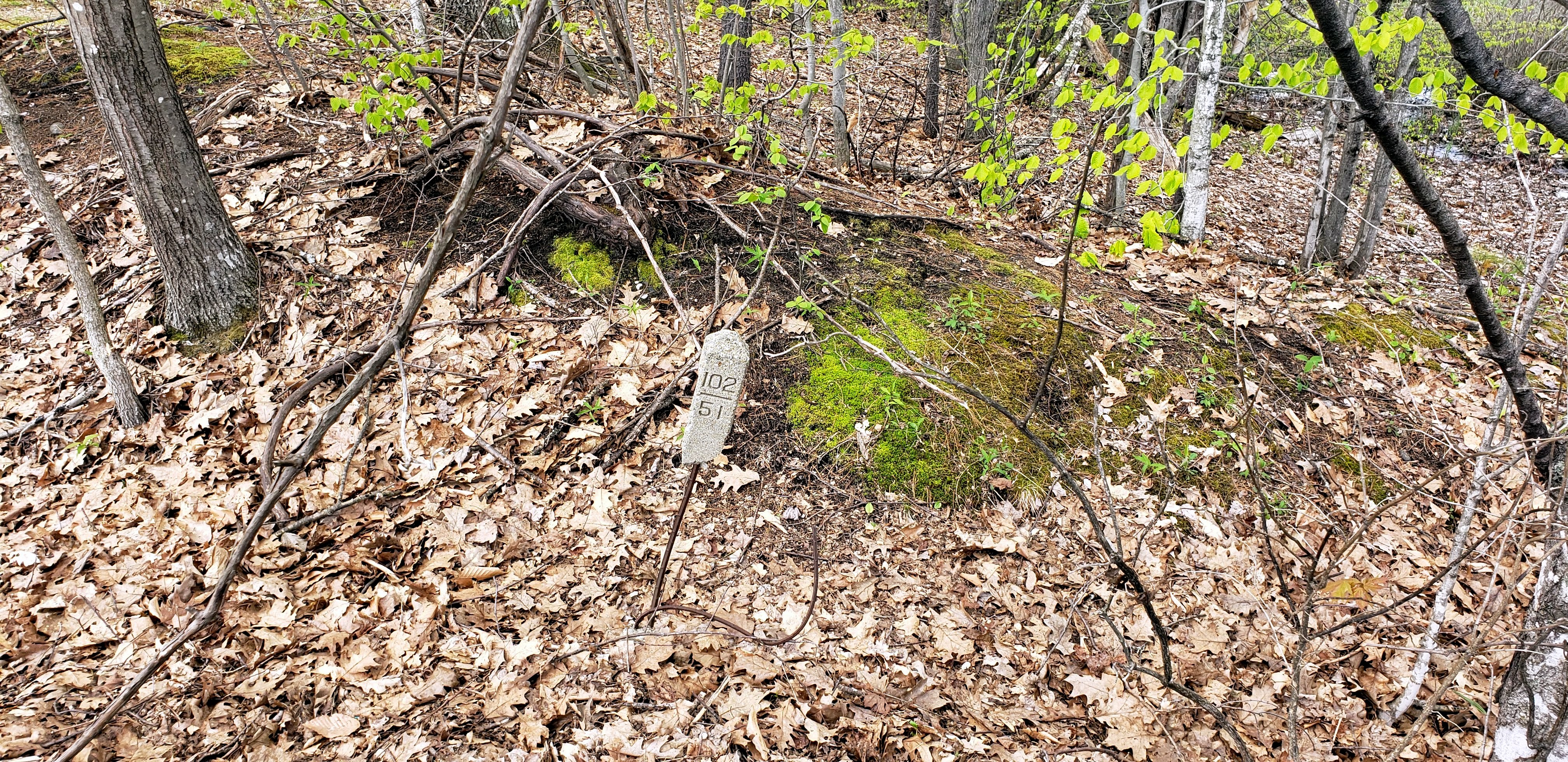 A Tangle of Bright Moments: Greenness is a Kind of Grief