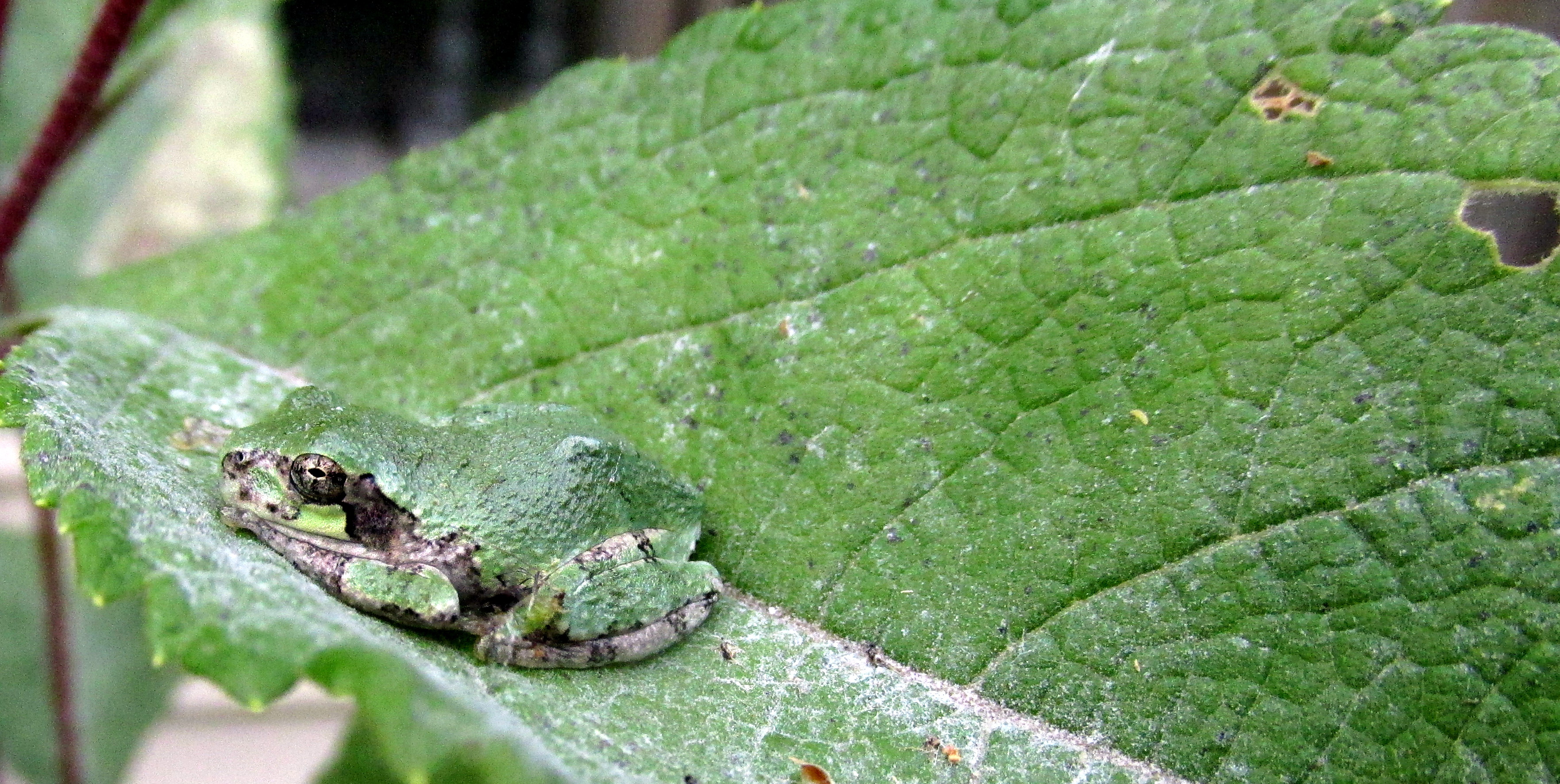 Addendum: Gray Treefrog