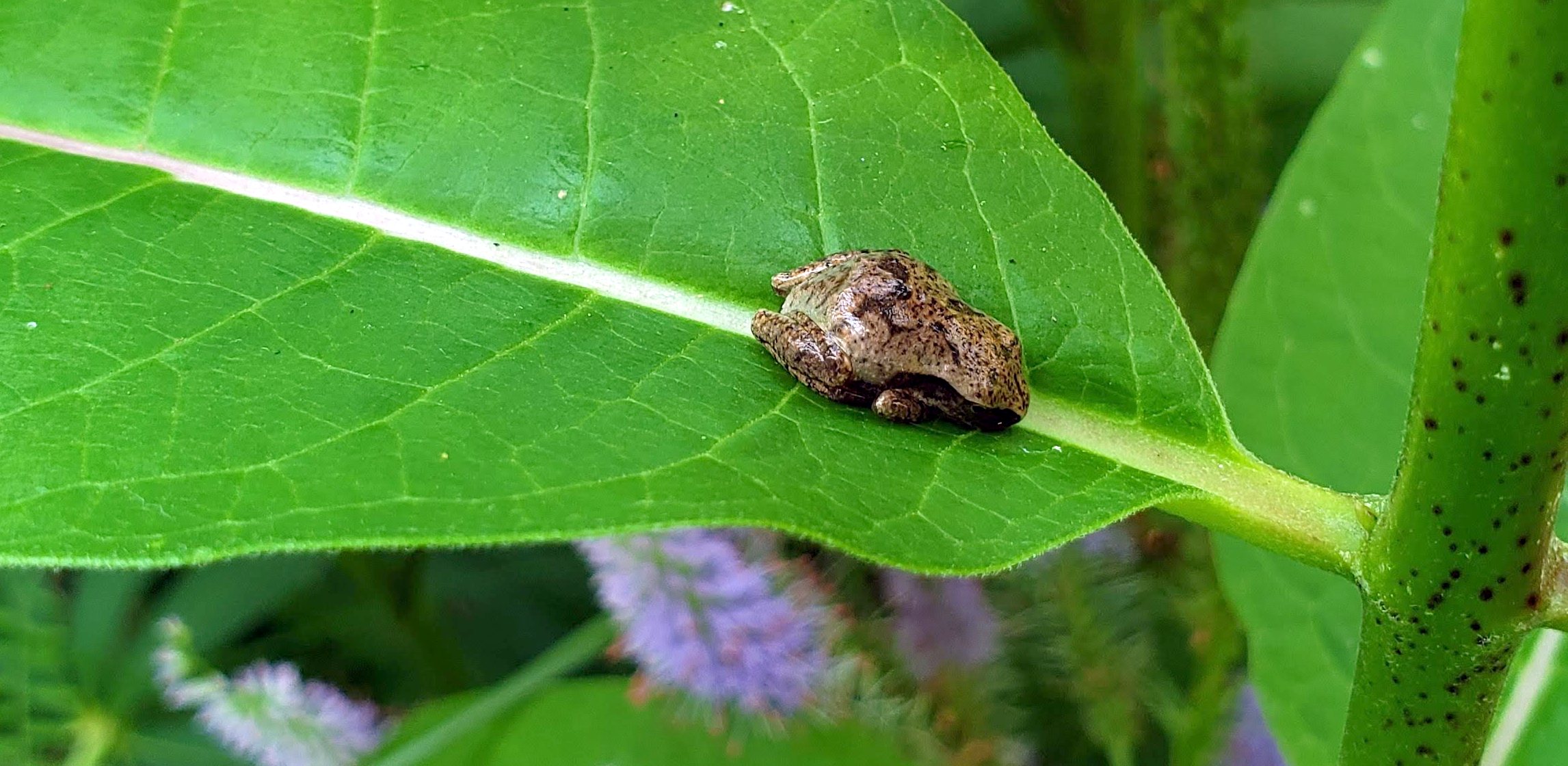 Gray Treefrog (Hyla versicolor or H. chrysoscelis)