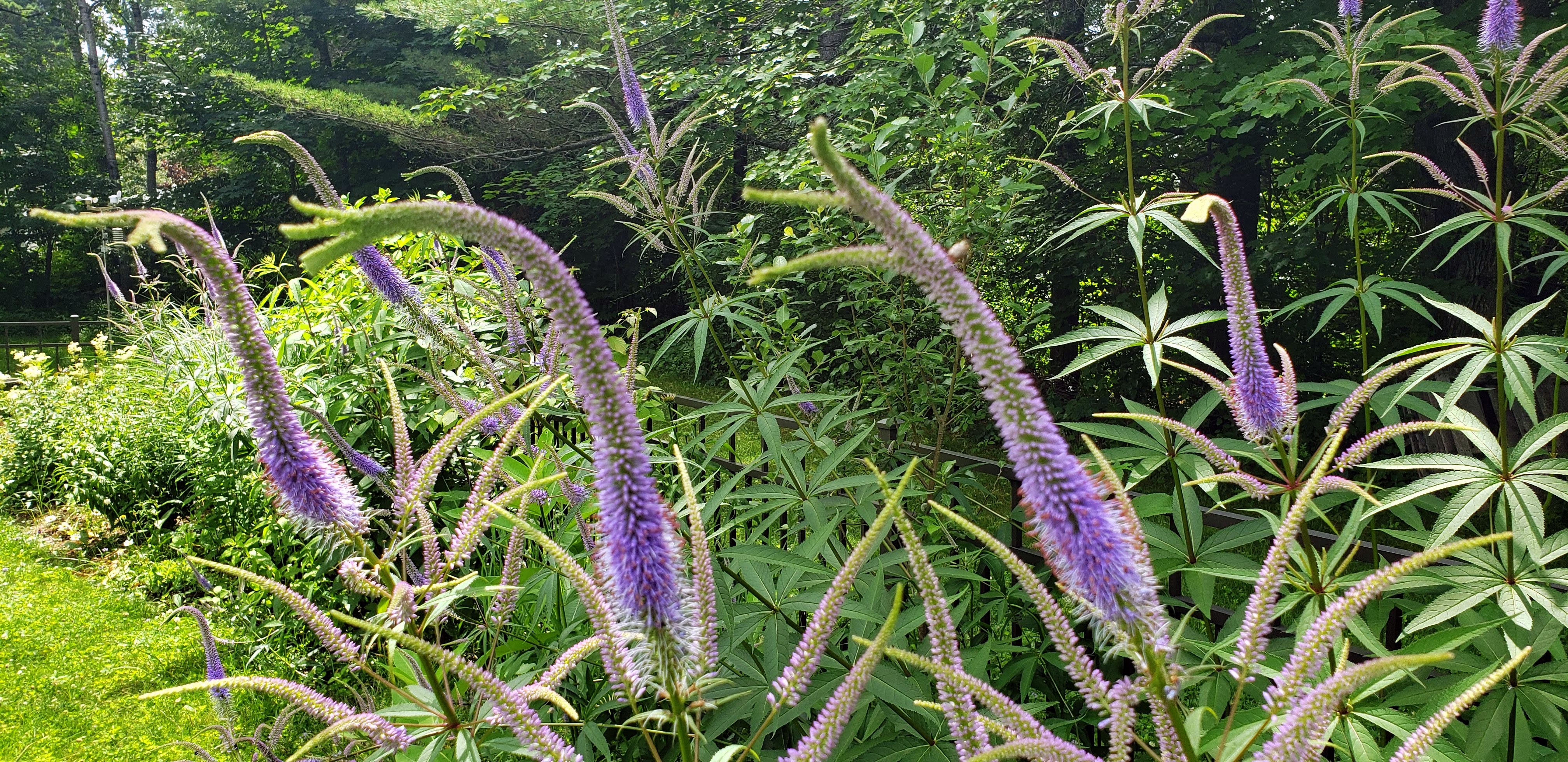 Thursday 13: Purple Flowers Now