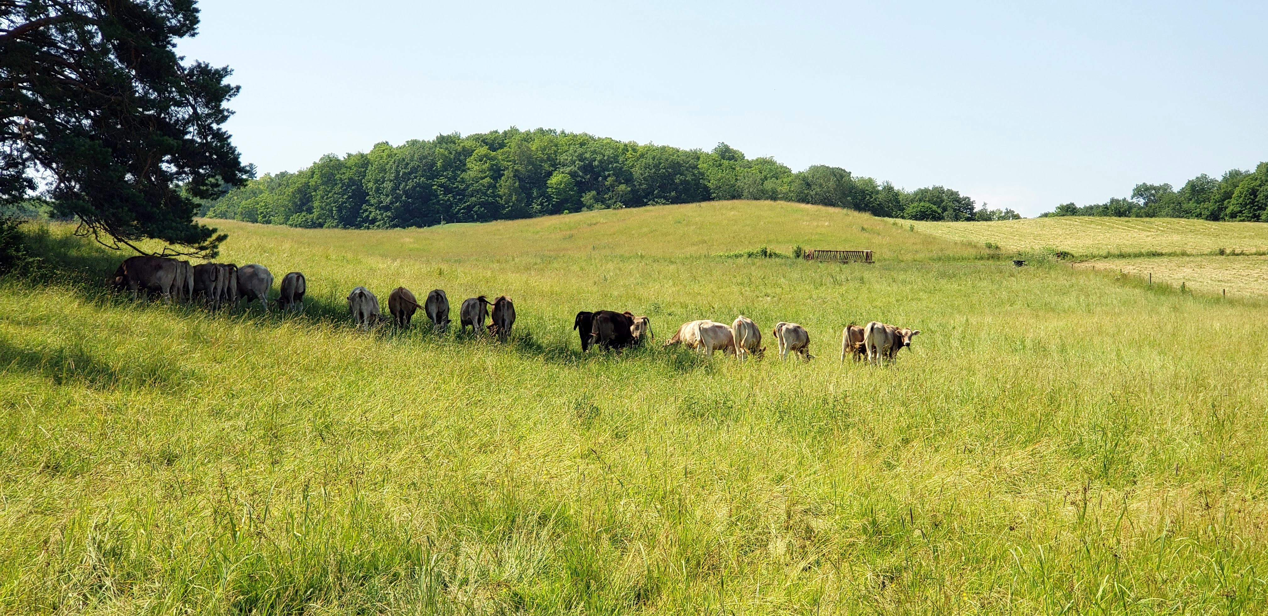 Field  Trip: Shelburne Farms