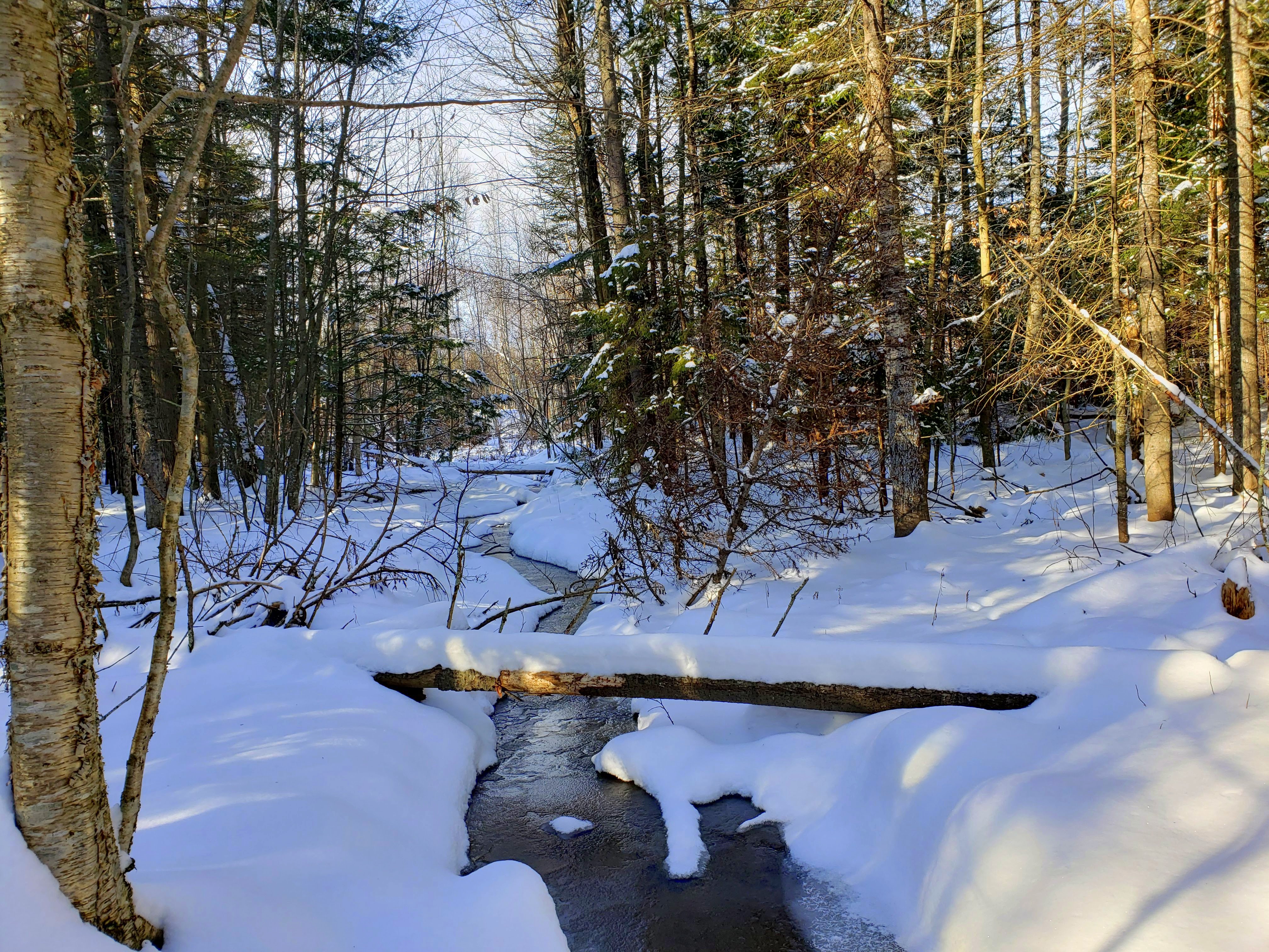 Mosaic Monday: Snowshoeing an abandoned trail