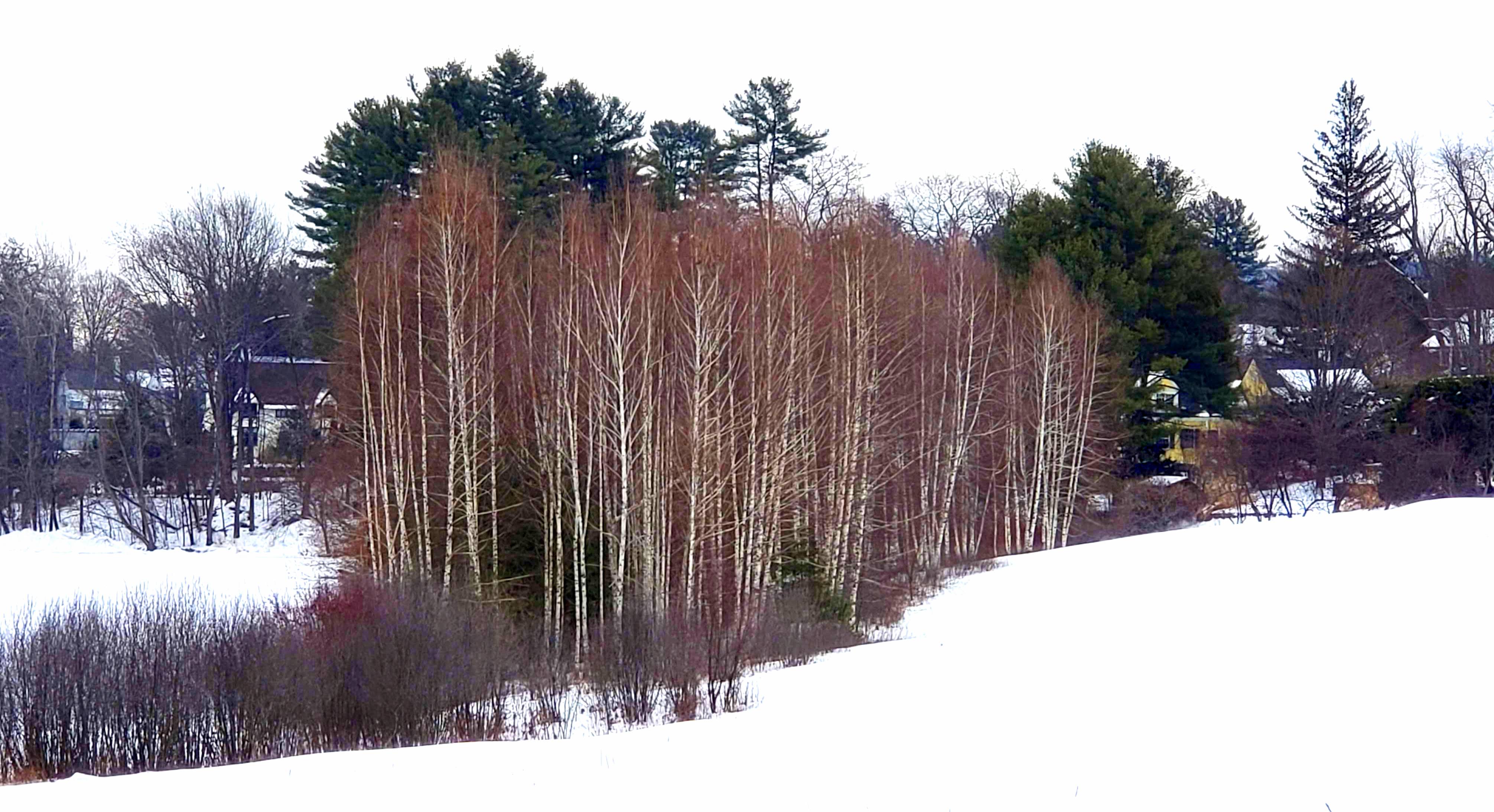 Wednesday Vignette: Winter in New Hampshire, Not Entirely Tiny & Far Away