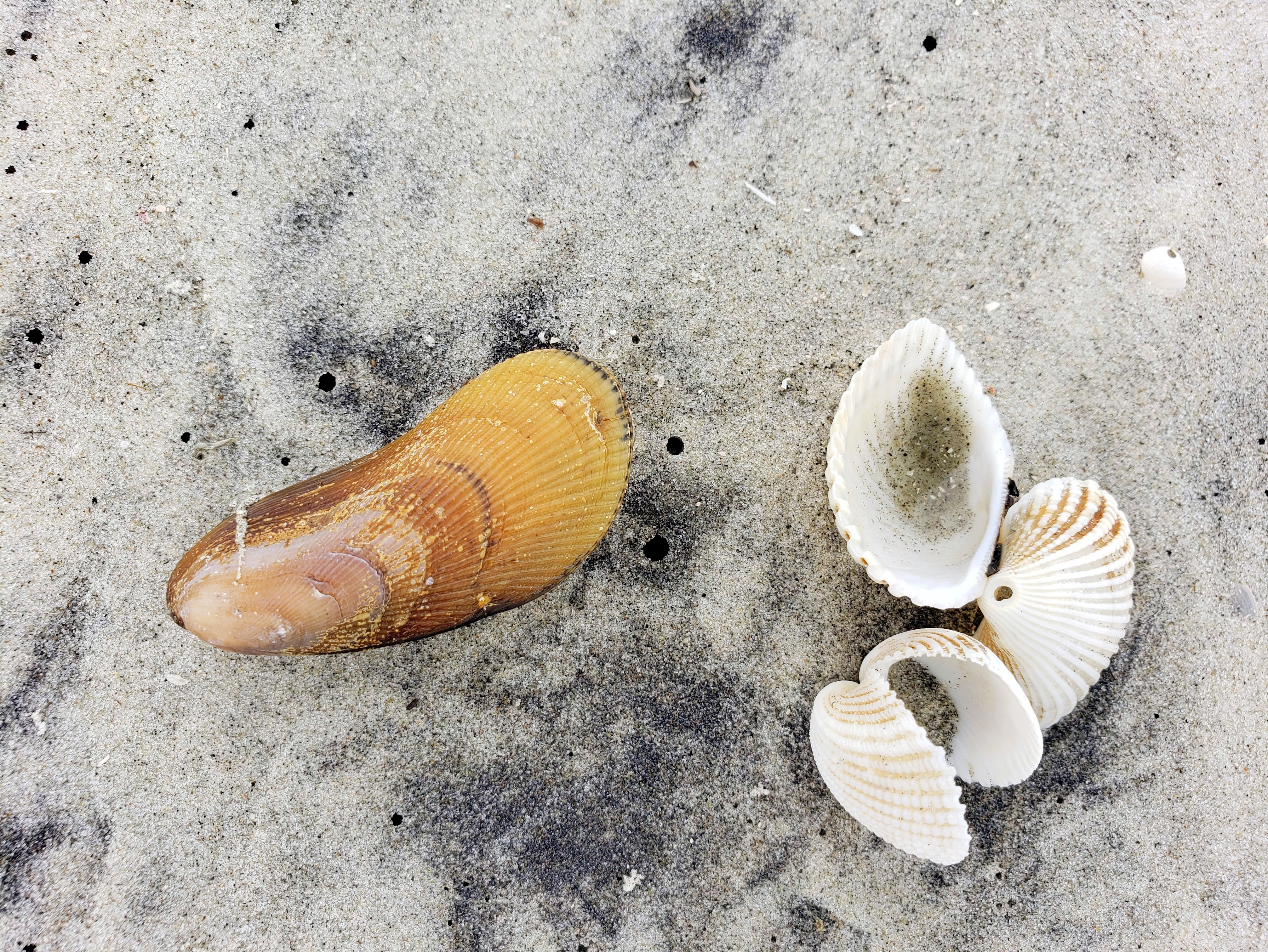 Write 28 Days: Landscape of Memory ~ Fishy