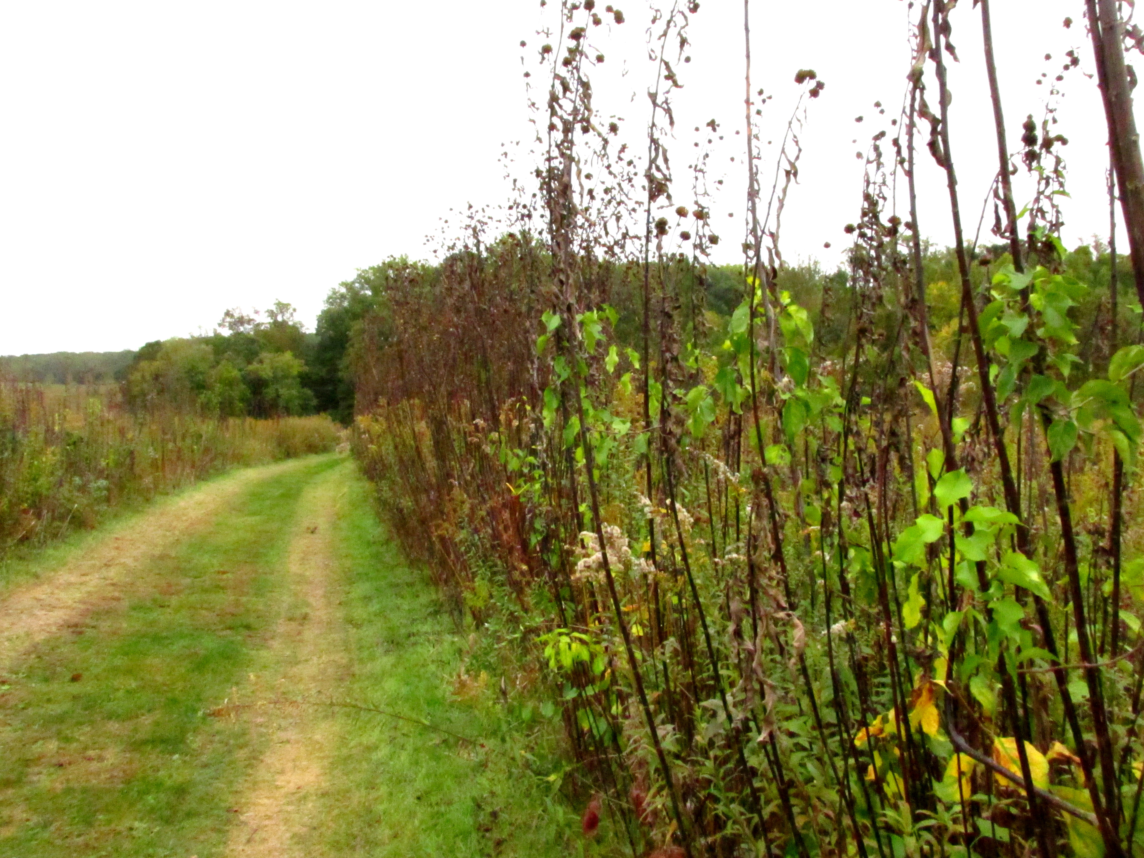 Write 28 Days: Landscape of Memory ~ Meadow