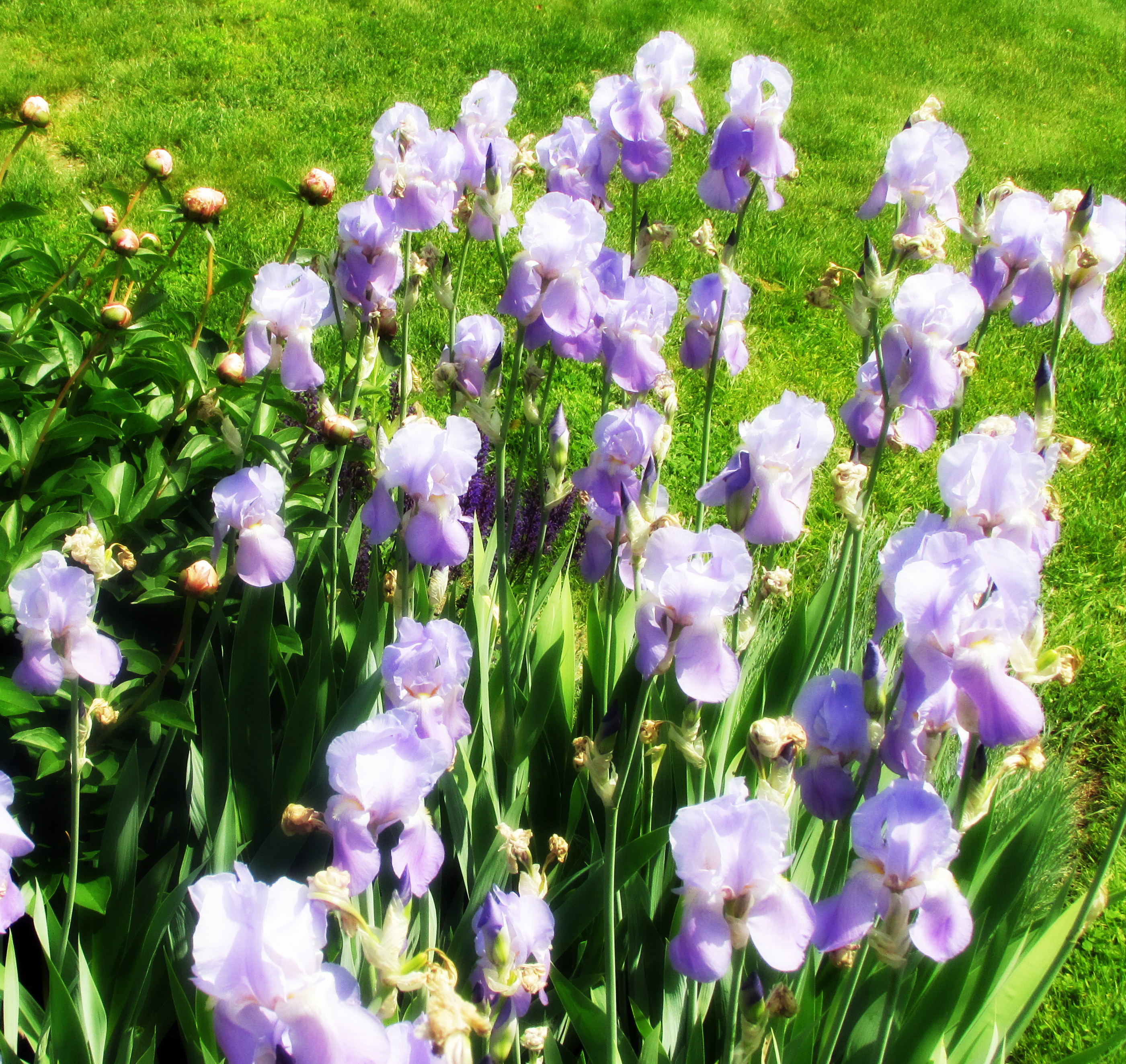 Tell About Night Flowers