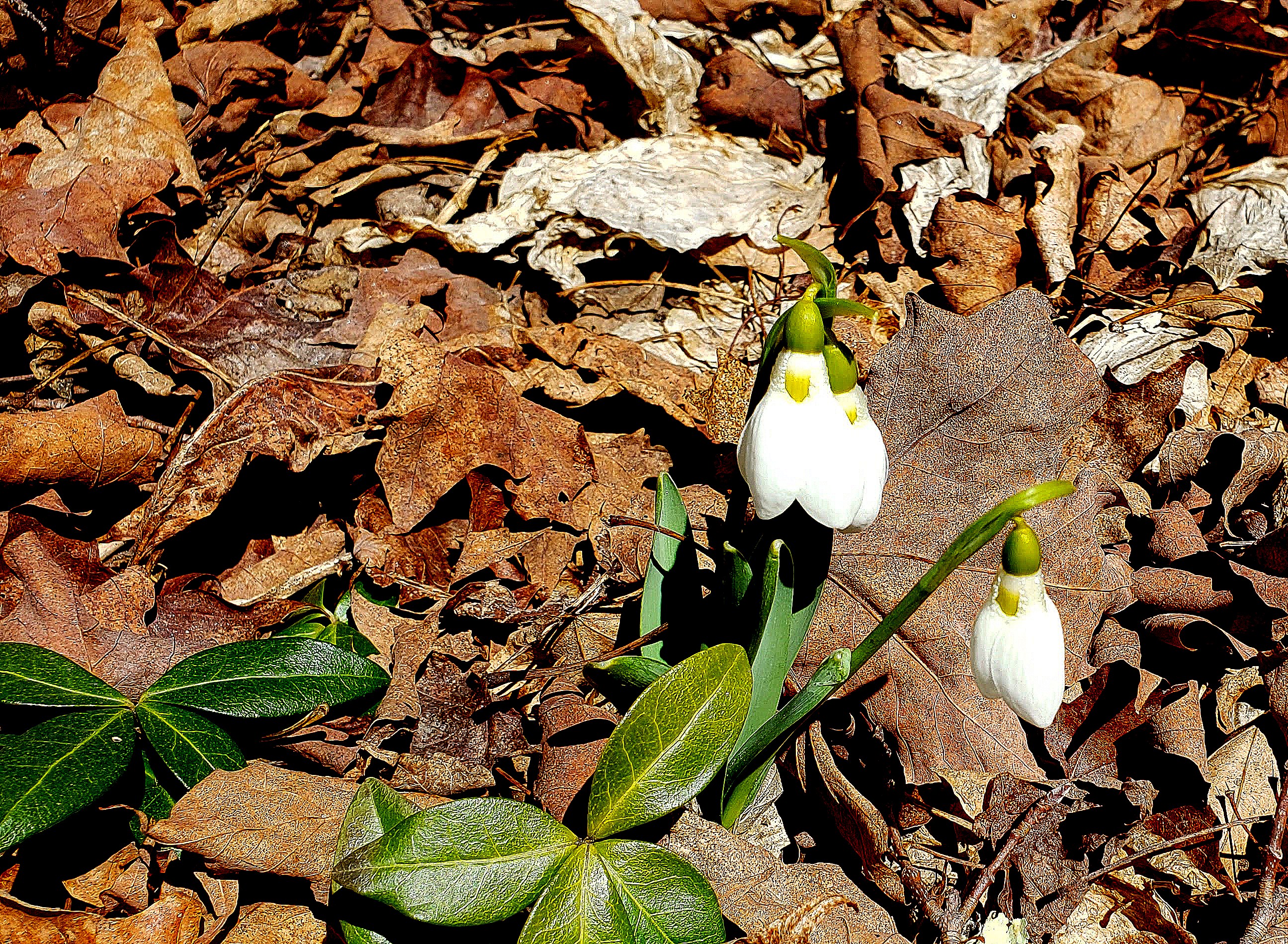 Mosaic Monday: Kezar Lake Walk