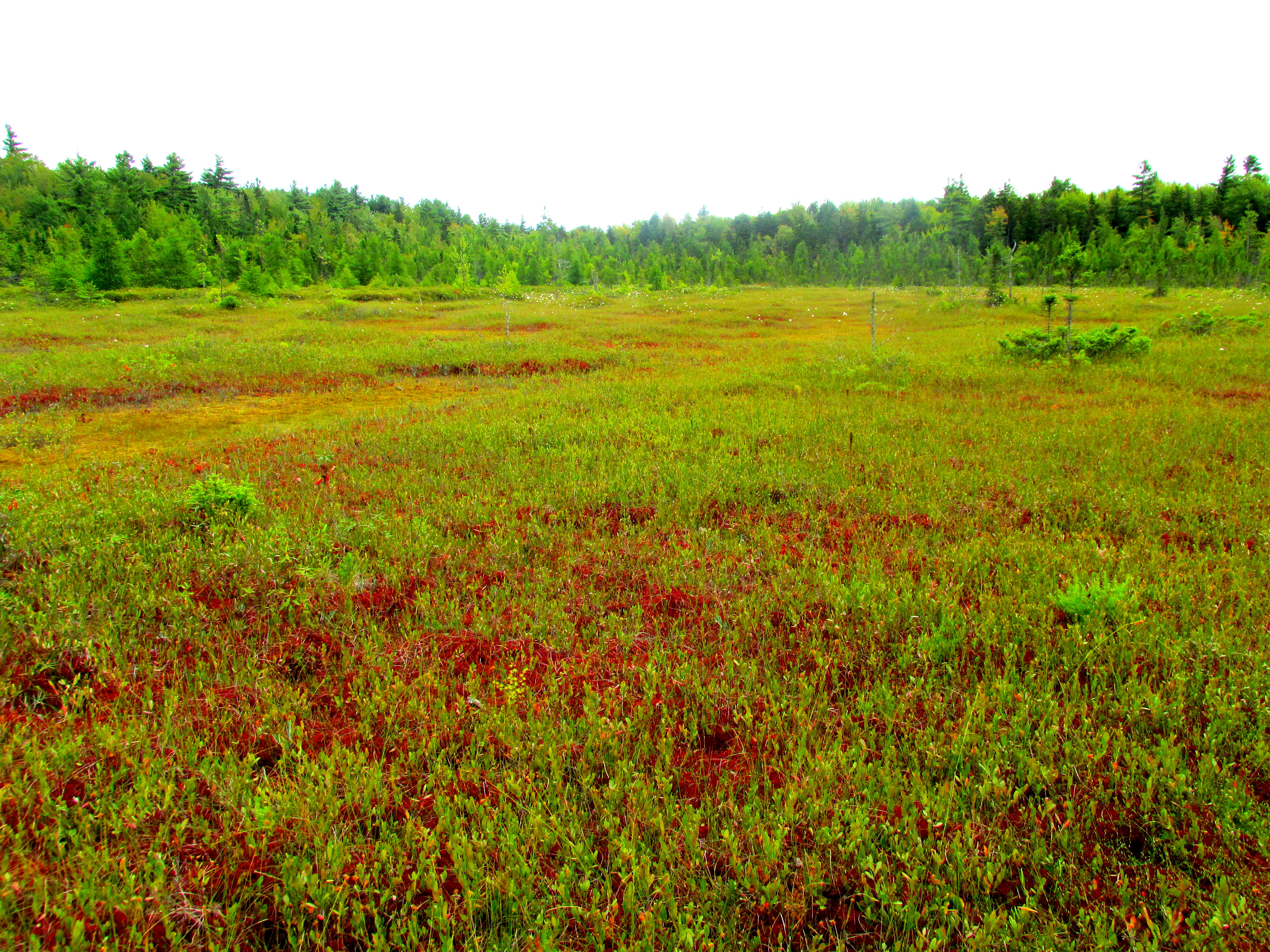 write 31 days: dreamscape – day 28