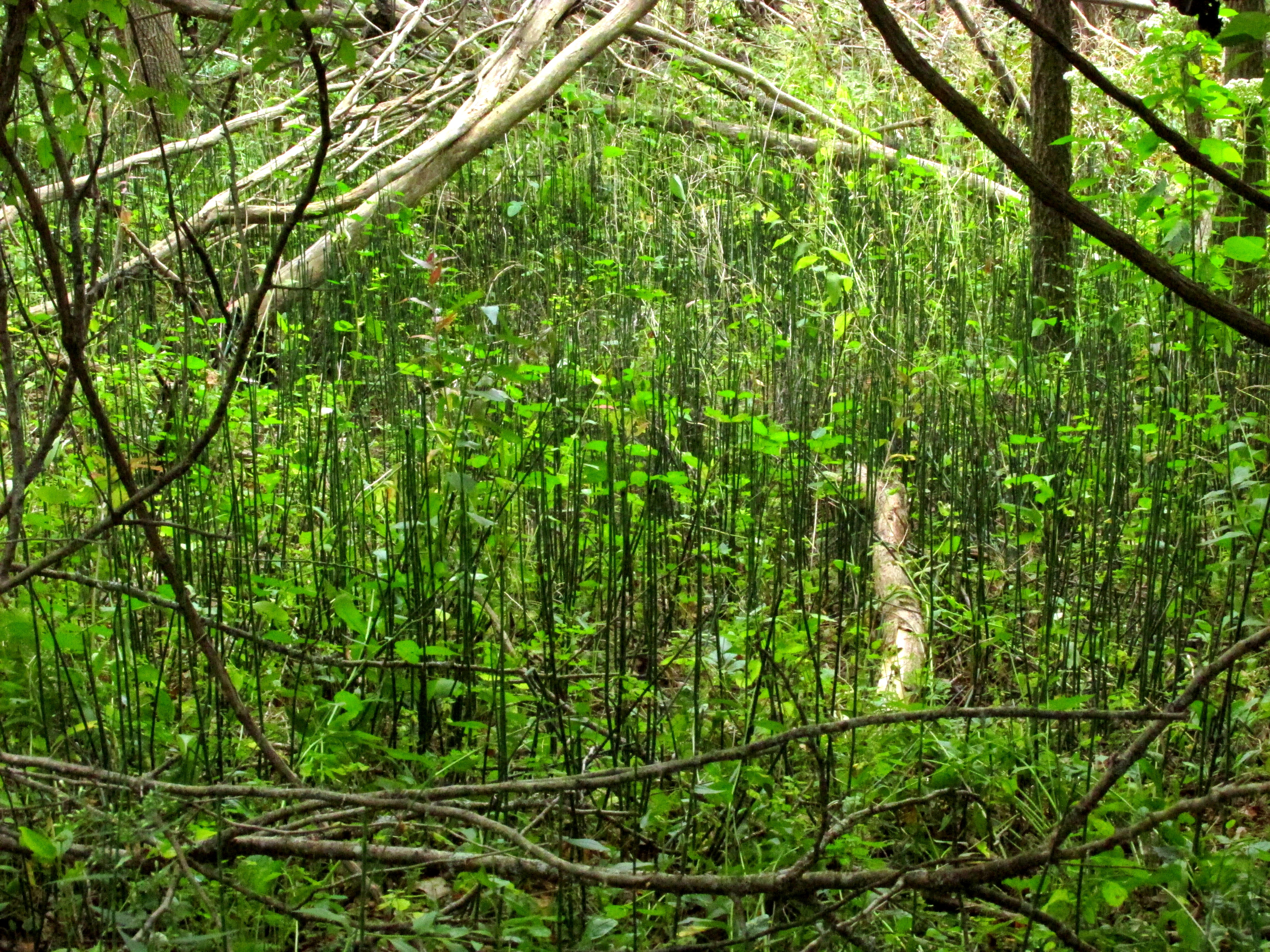 write 31 days: dreamscape – day 29