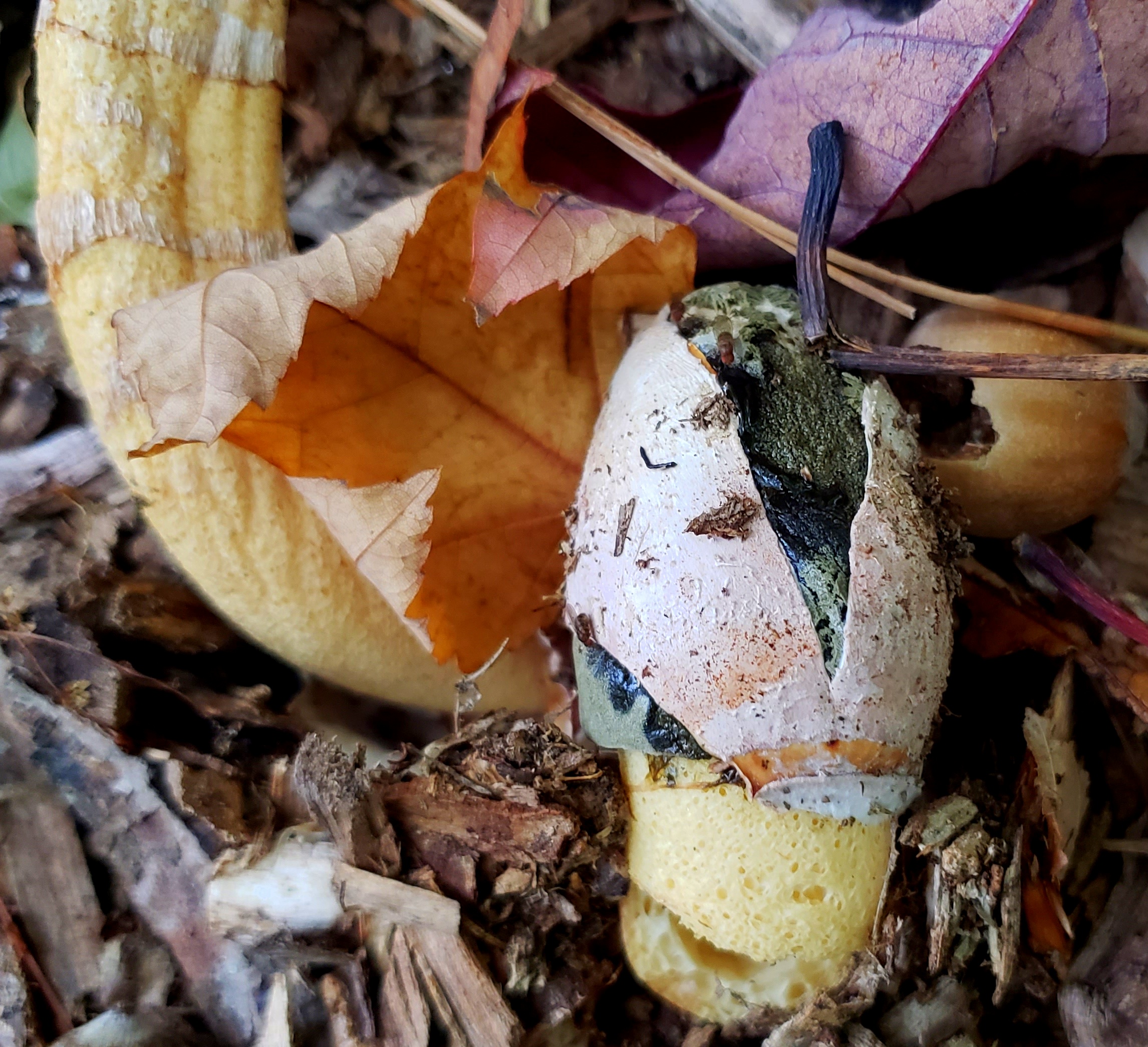 write 31 days: dreamscape – day 21