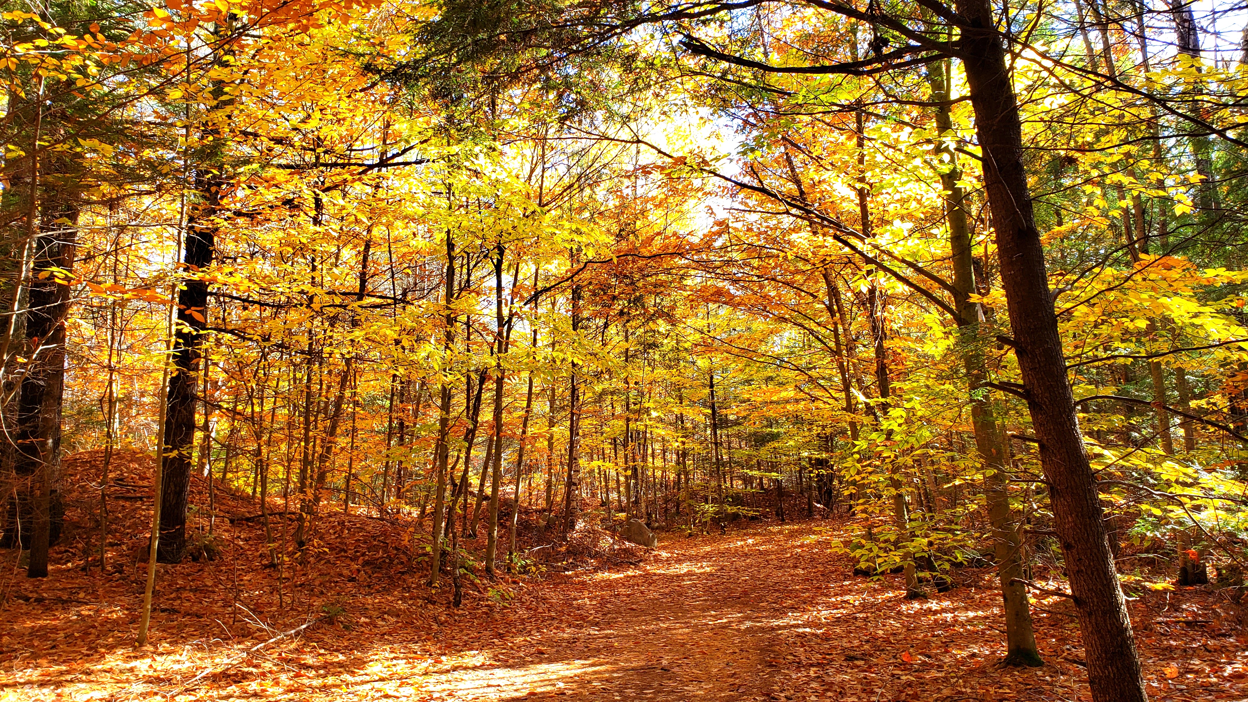 write 31 days: dreamscape – day 18