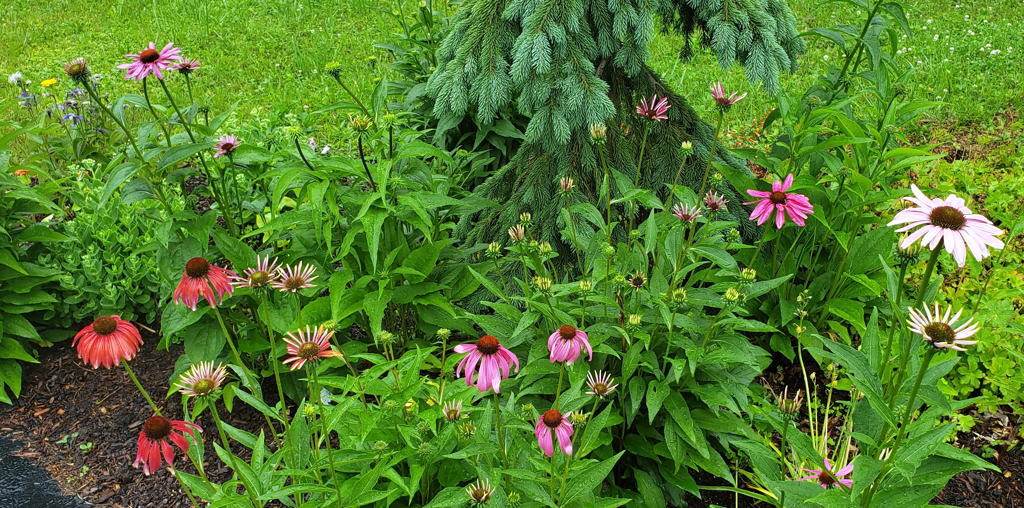 JULY GARDEN BLOGGERS’ BLOOM DAY