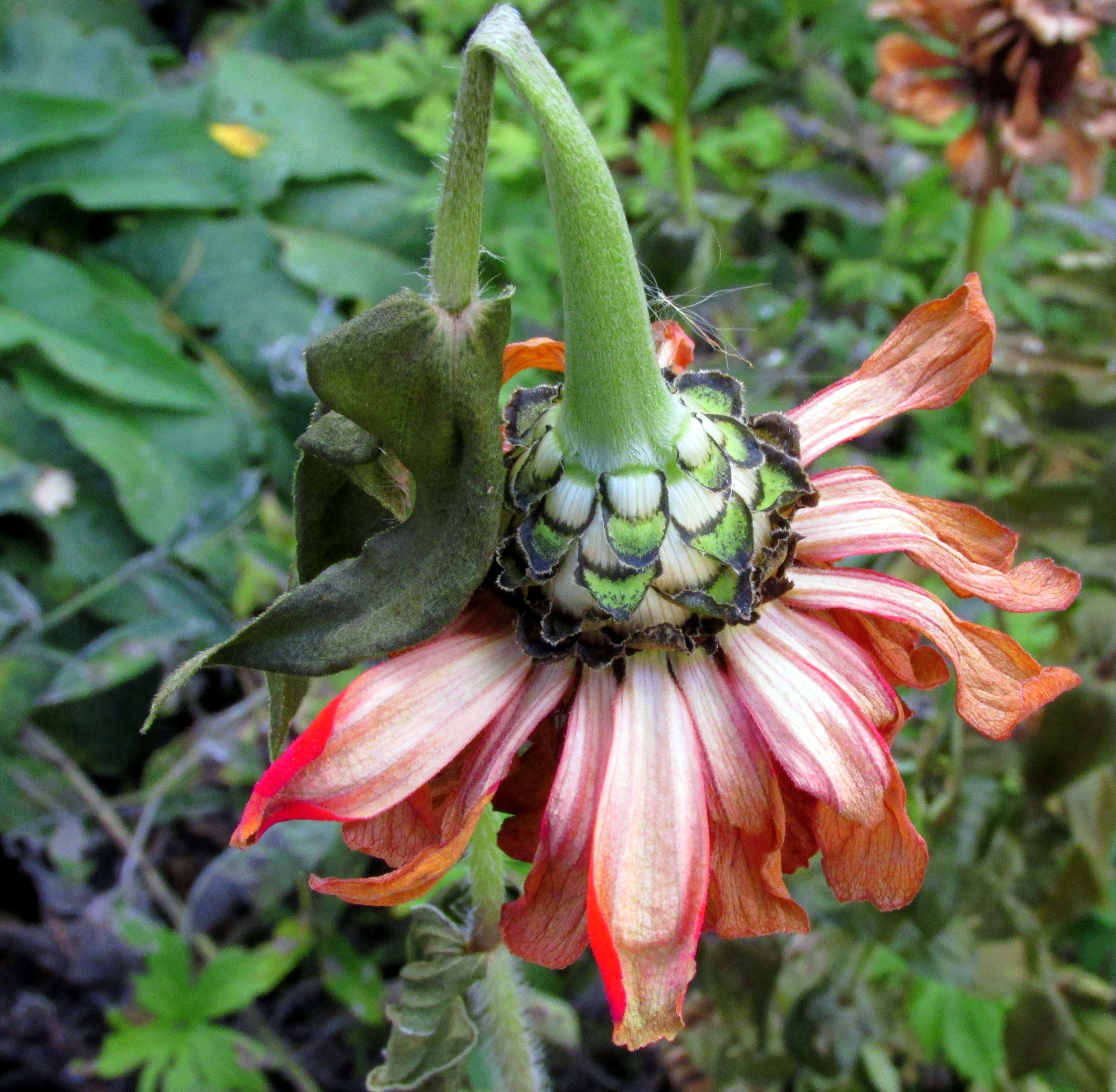 Link Fest: 24 August 2021