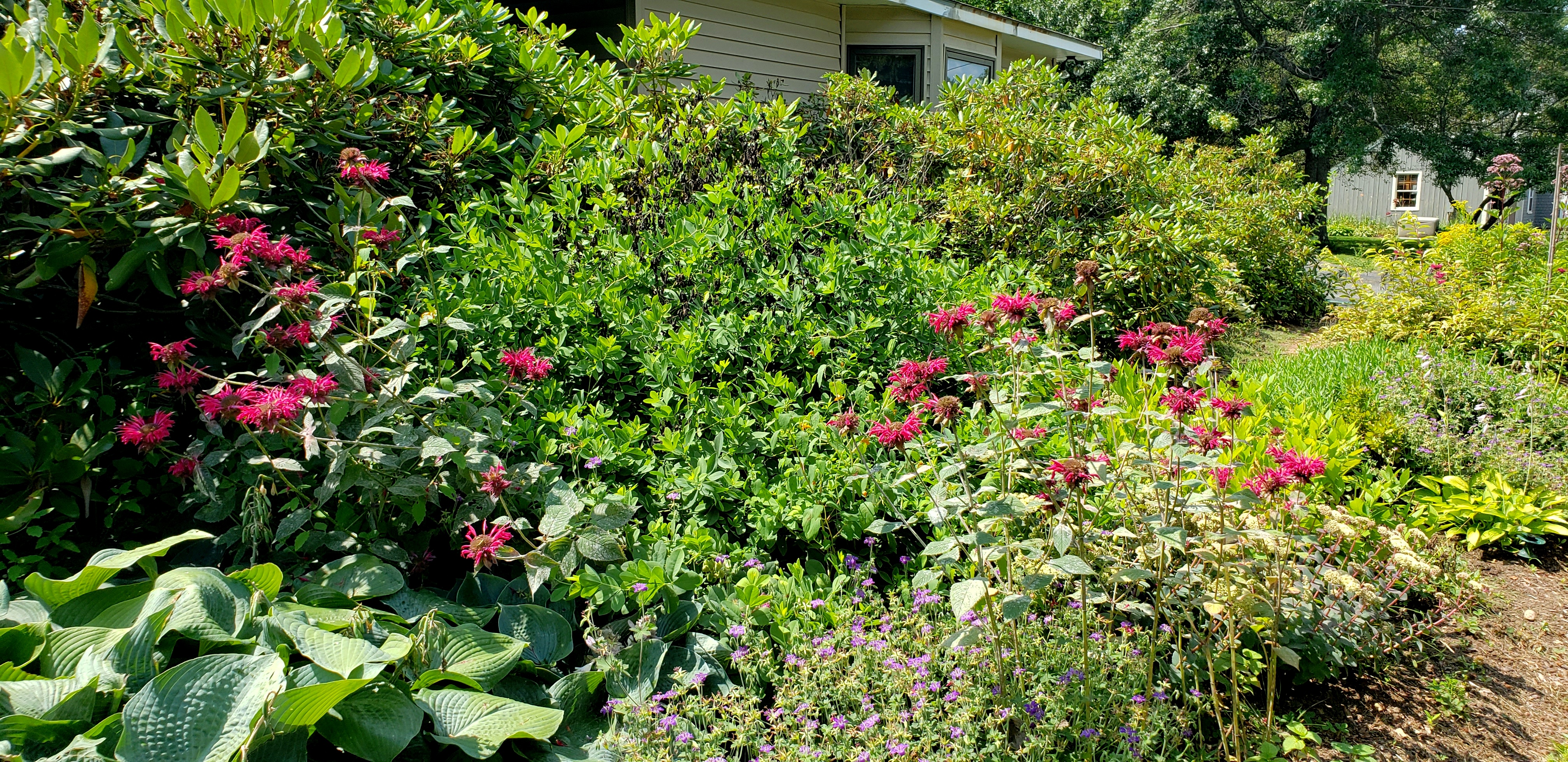 AUGUST GARDEN BLOGGERS’ BLOOM DAY