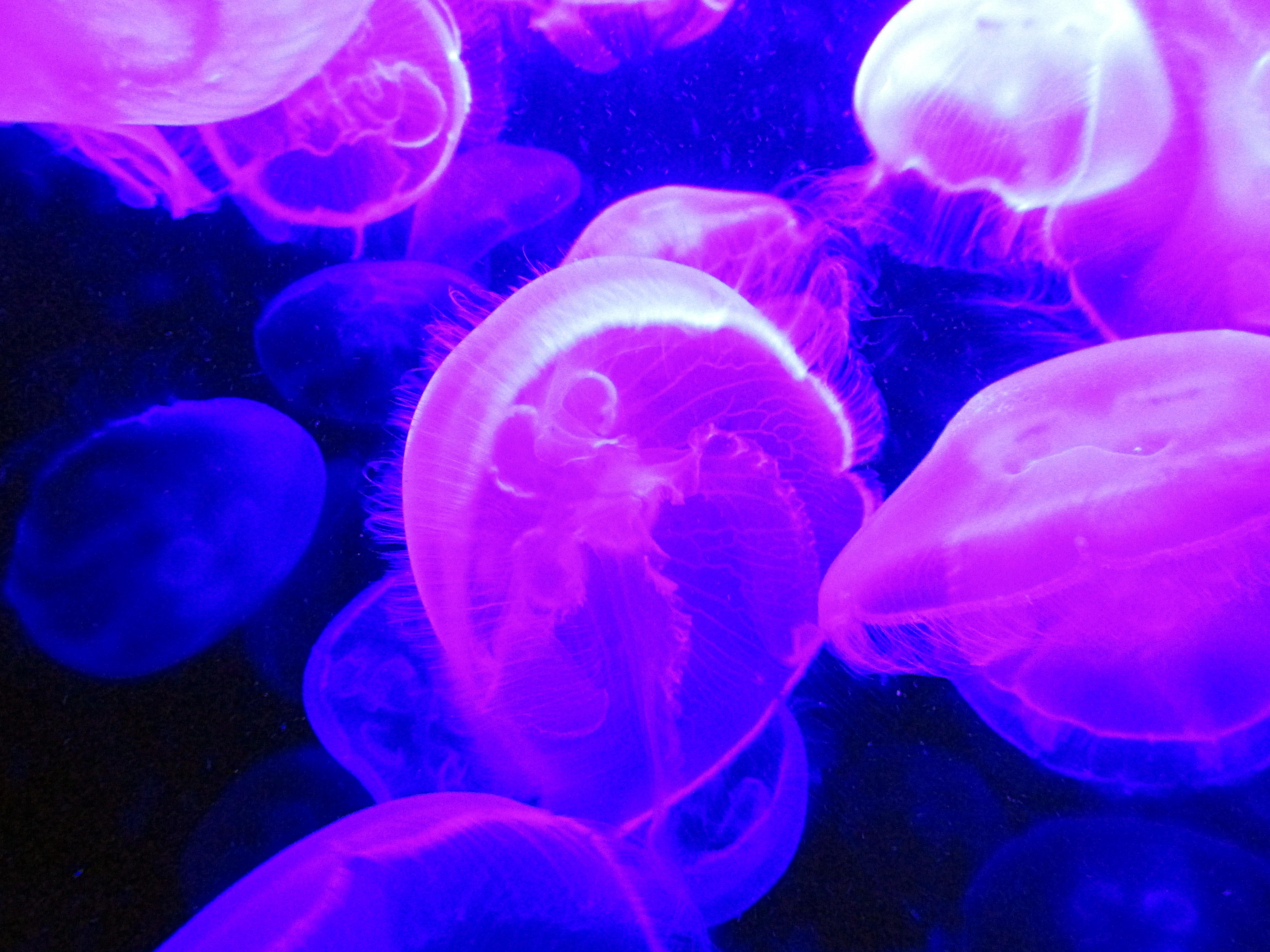 LINK FEST: 12 OCTOBER 2021