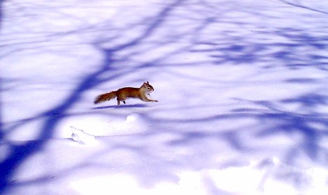 red squirrel in snow