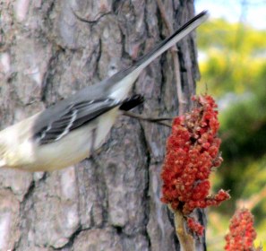 LINK FEST: 23 NOVEMBER 2021