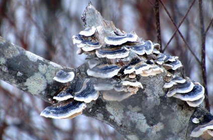 LINK FEST: 25 JANUARY 2022