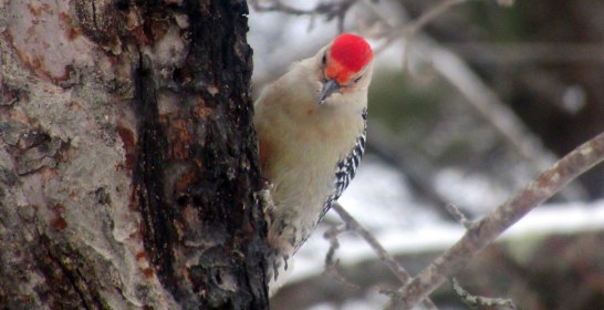 LINK FEST: 18 JANUARY 2022