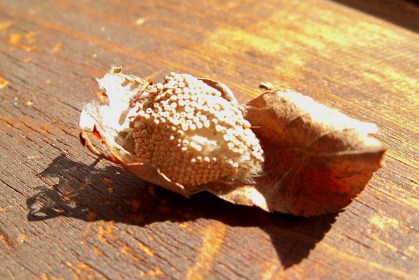 Day 23 / Writing 28 Days: Noticing