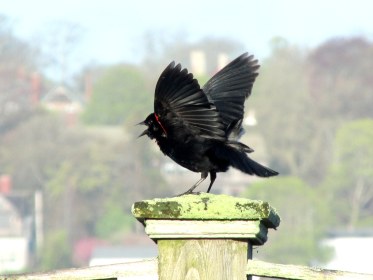 Like Birdsong in a Time of War