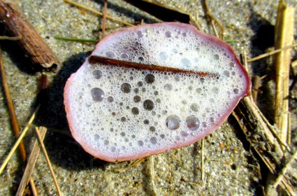 LINK FEST: 22 MARCH 2022