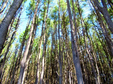 LINK FEST: 17 MAY 2022