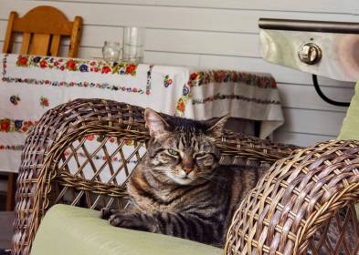 Independence Days #2